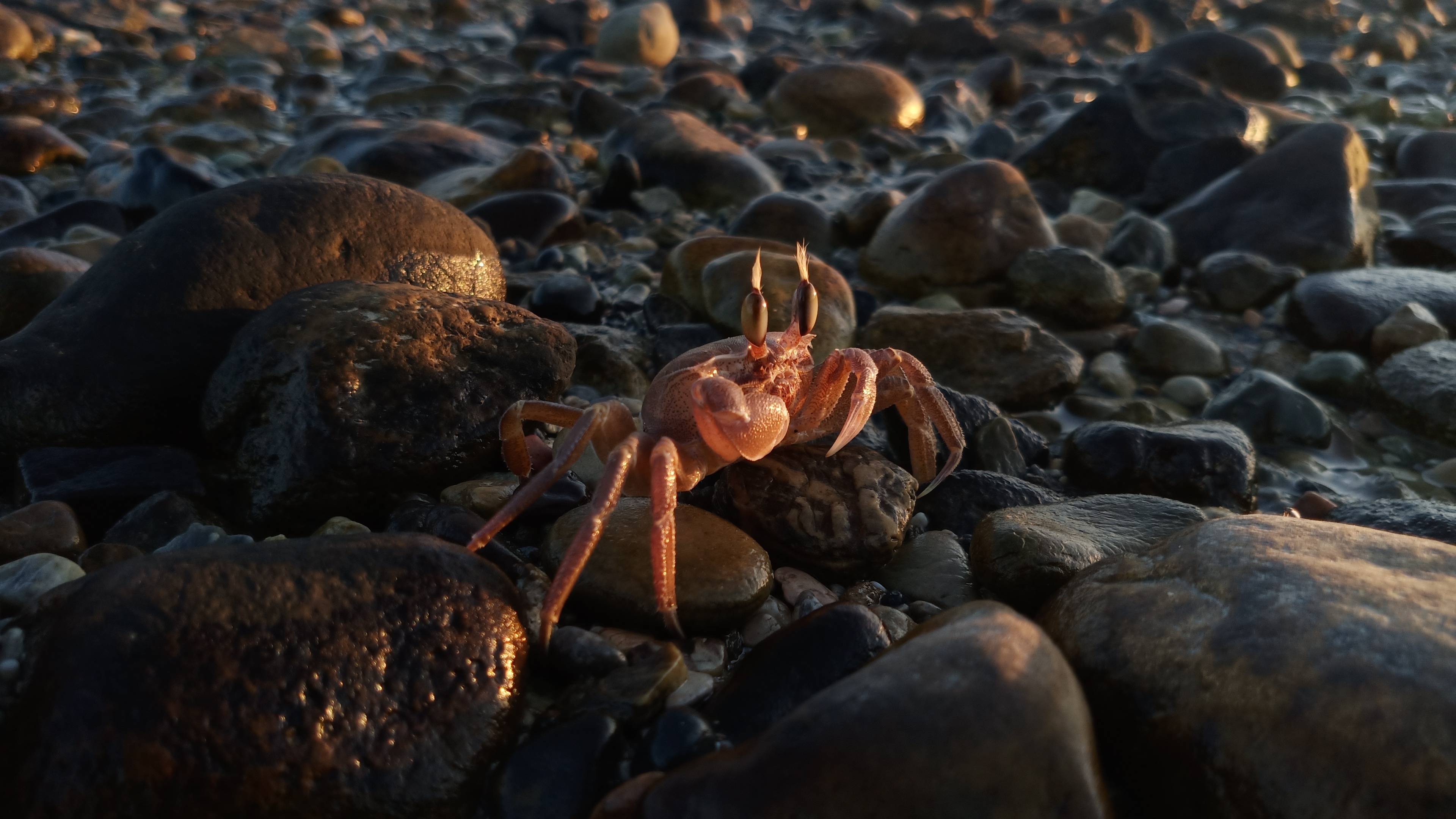 Crab: Red and gold animal with exoskeleton on rock. 3840x2160 4K Wallpaper.