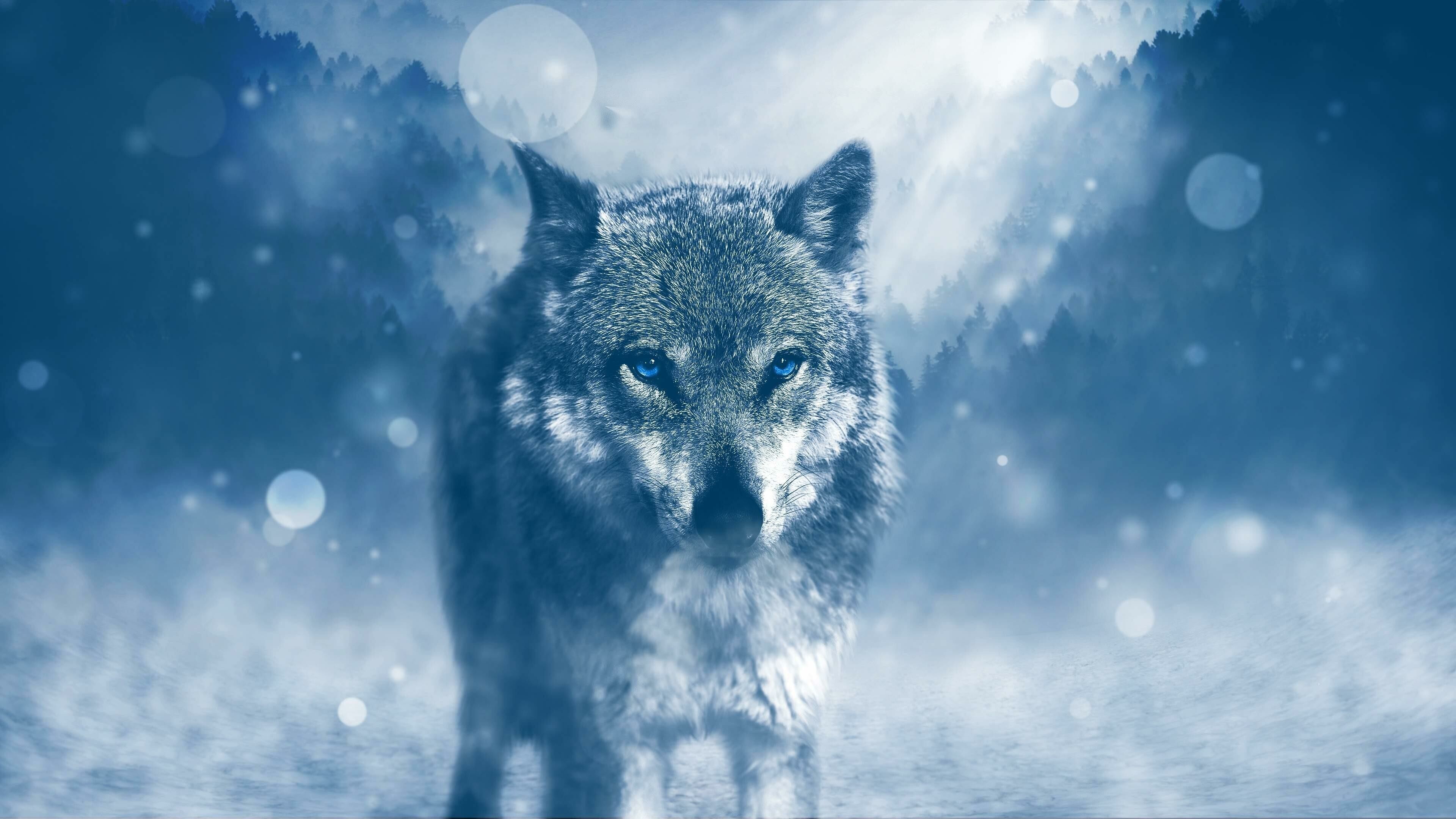 Wolf: It is distinguished from other Canis species by its less pointed ears and muzzle, as well as a shorter torso and a longer tail. 3840x2160 4K Background.