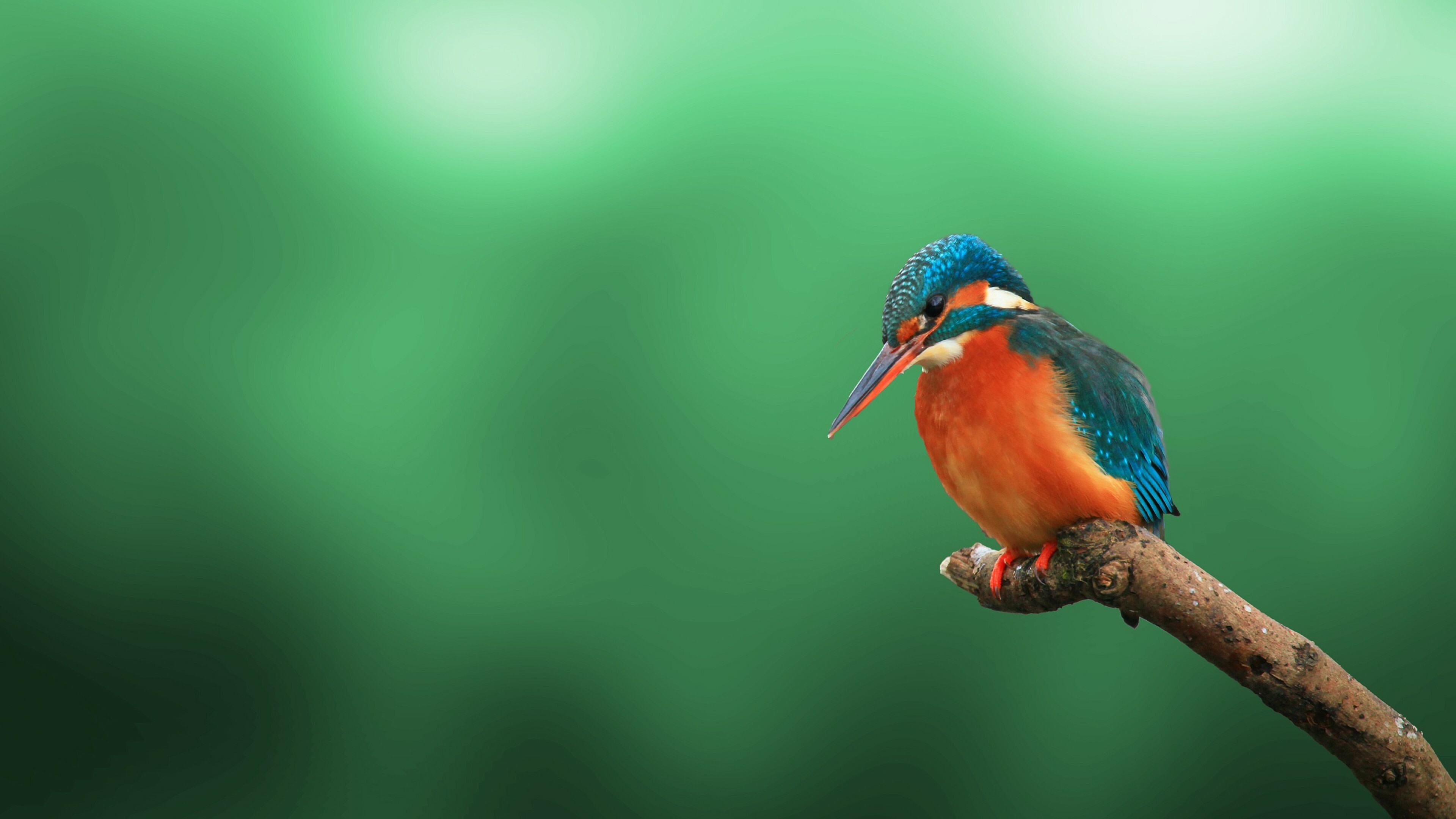 Bird: Kingfisher, Has a cosmopolitan distribution, with most species found in the tropical regions of Africa, Asia, and Oceania. 3840x2160 4K Background.
