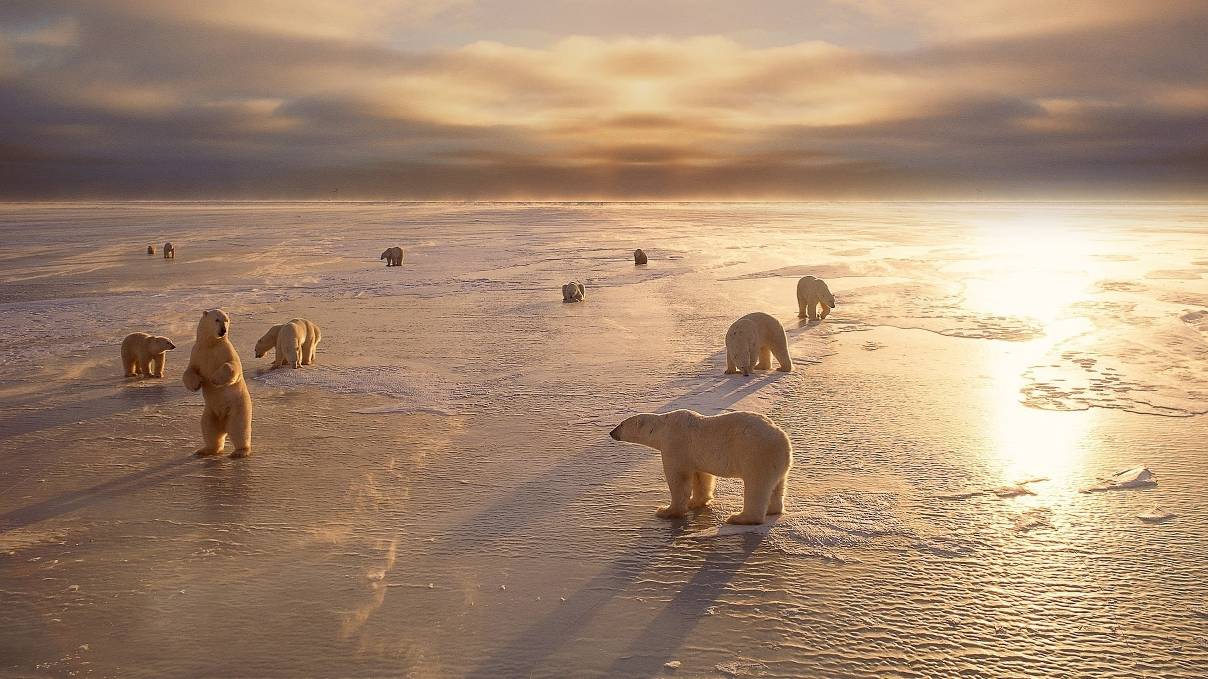 Polar bears, Arctic ice, HD wallpaper, Captivating beauty, 3840x2160 4K Desktop