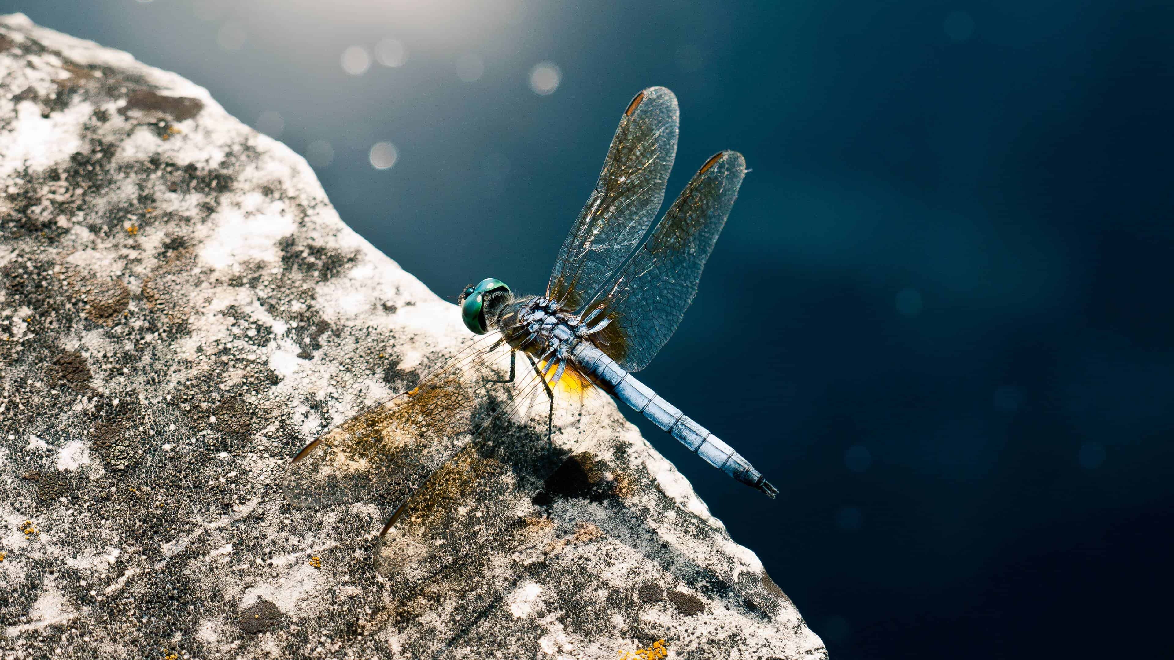 Dragonfly: A flying insect belonging to the infraorder Anisoptera below the order Odonata. 3840x2160 4K Background.