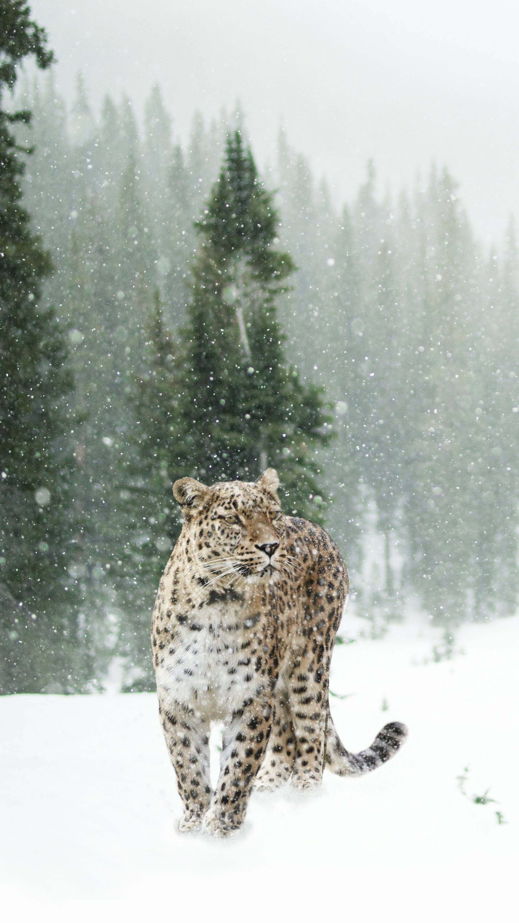 Persian leopard snow, Sony xperia x, Z5 premium hd, 2160x3840 4K Phone