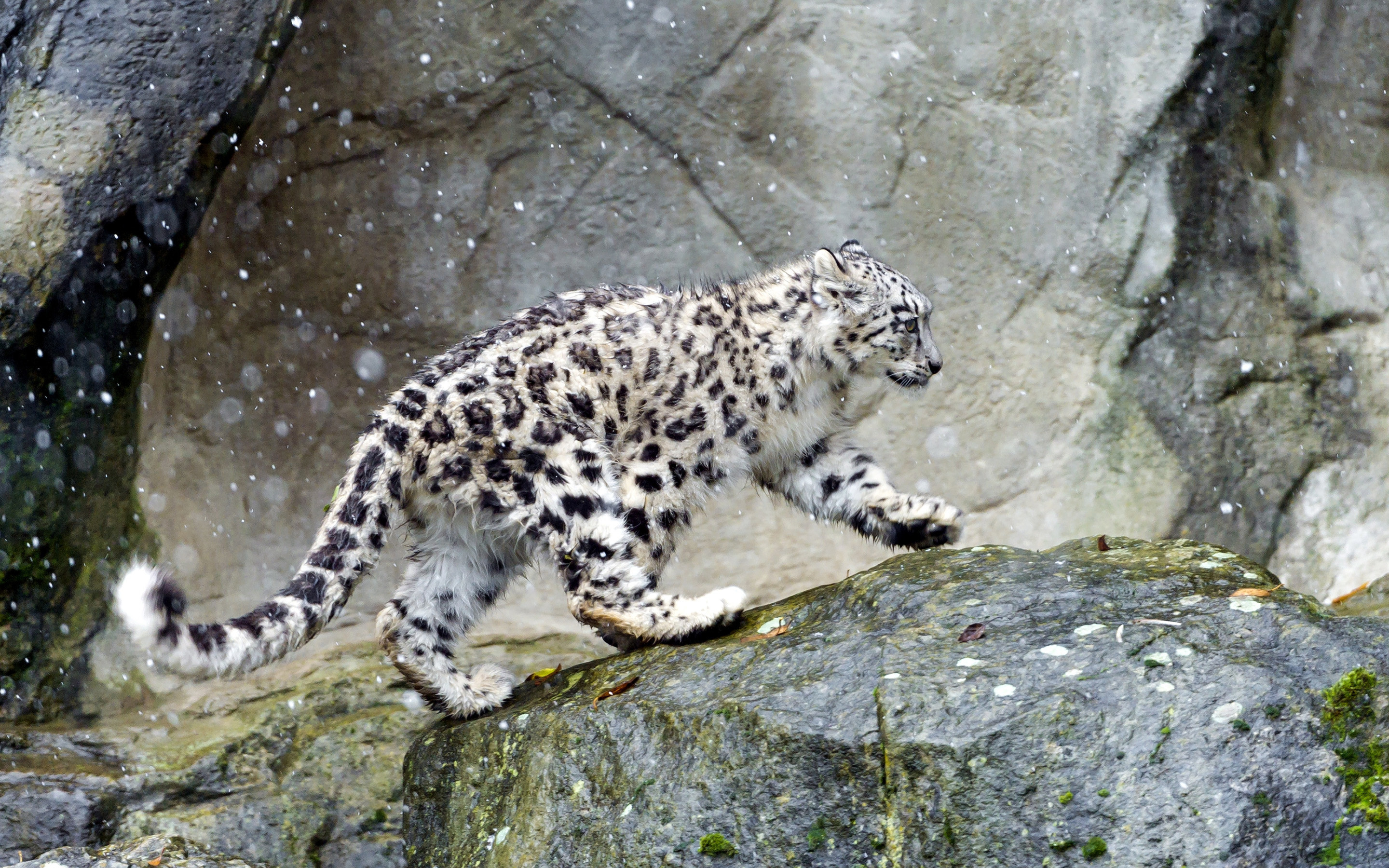 Snow leopard hd wallpapers, Background pictures, 2880x1800 HD Desktop