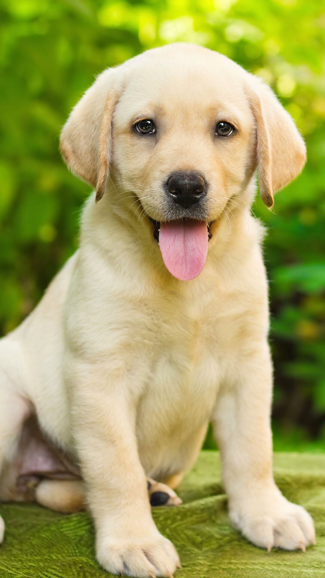 Labrador: With adequate exercise, these versatile companions can handle anything from a small city apartment to a vast ranch, Pet. 1080x1920 Full HD Wallpaper.