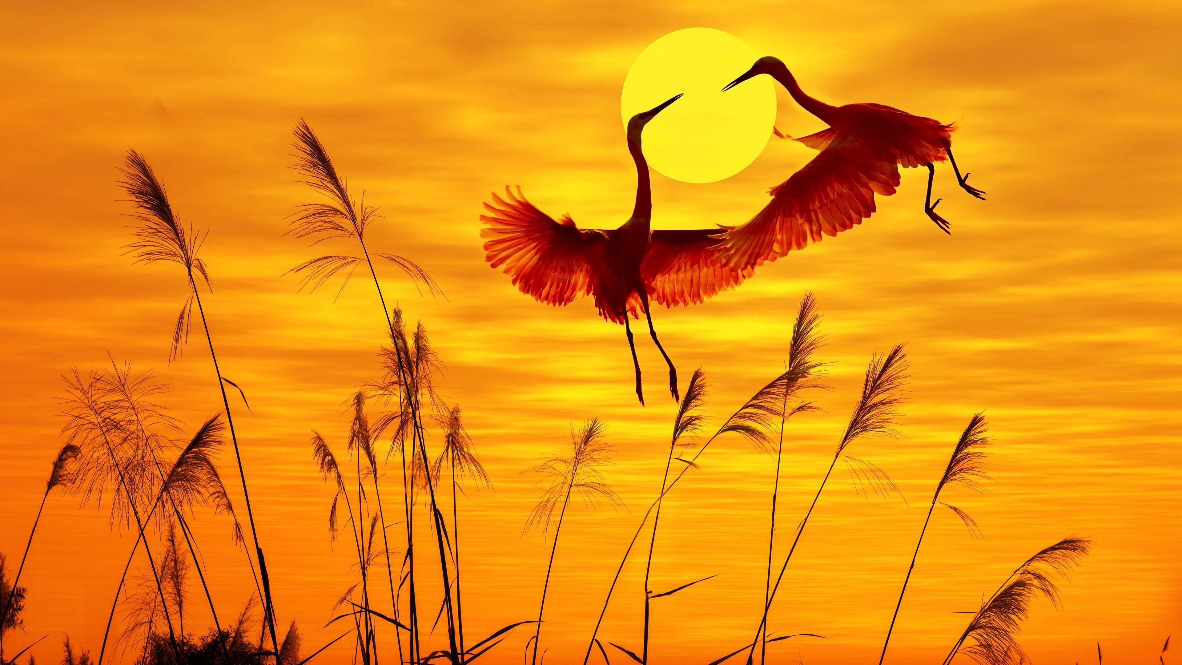 Cranes flying at sunset, Majestic bird migration, Tranquil skies, Nature's wonders, 3840x2160 4K Desktop
