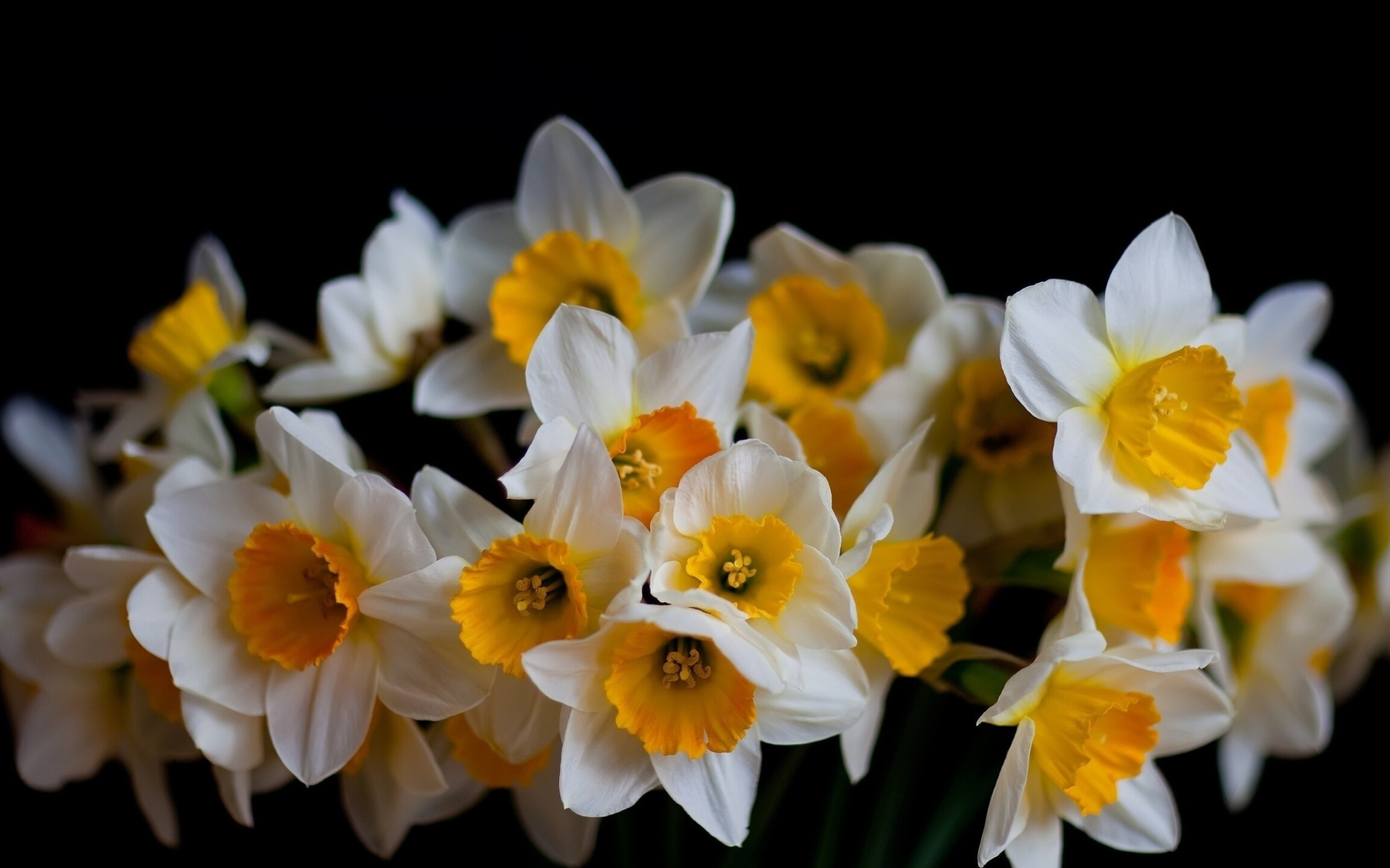 Daffodil: Daffodils with white and golden petals. 2560x1600 HD Wallpaper.
