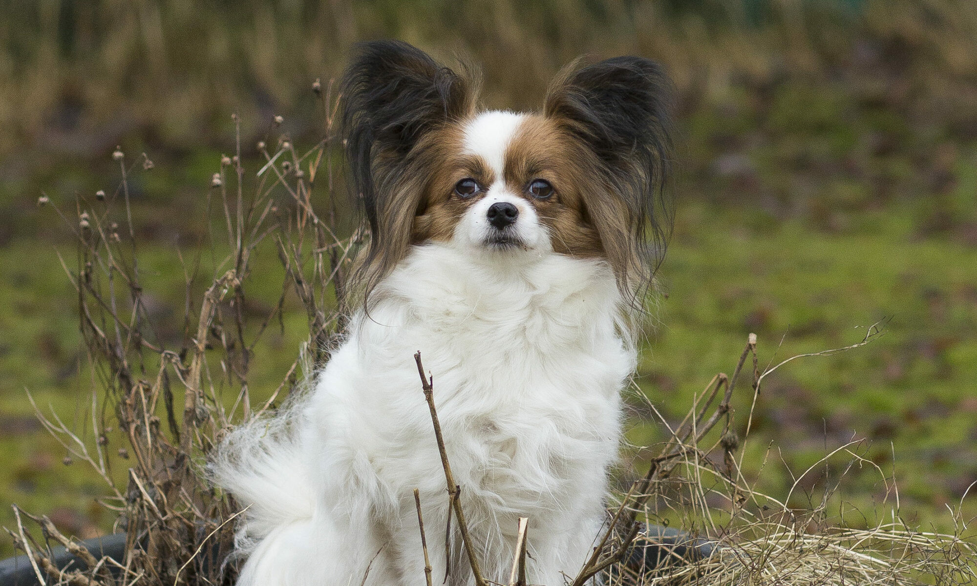 Papillon Dog: A species with dropped ears is called a Phalene, Spaniel. 2000x1200 HD Background.