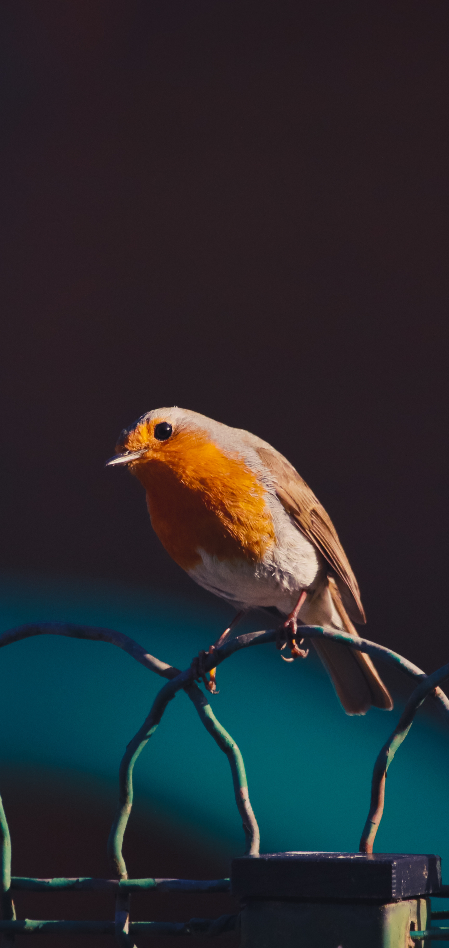 Robin bird, Small passerine, Reddish-orange breast, Perched on branches, 1440x3040 HD Handy