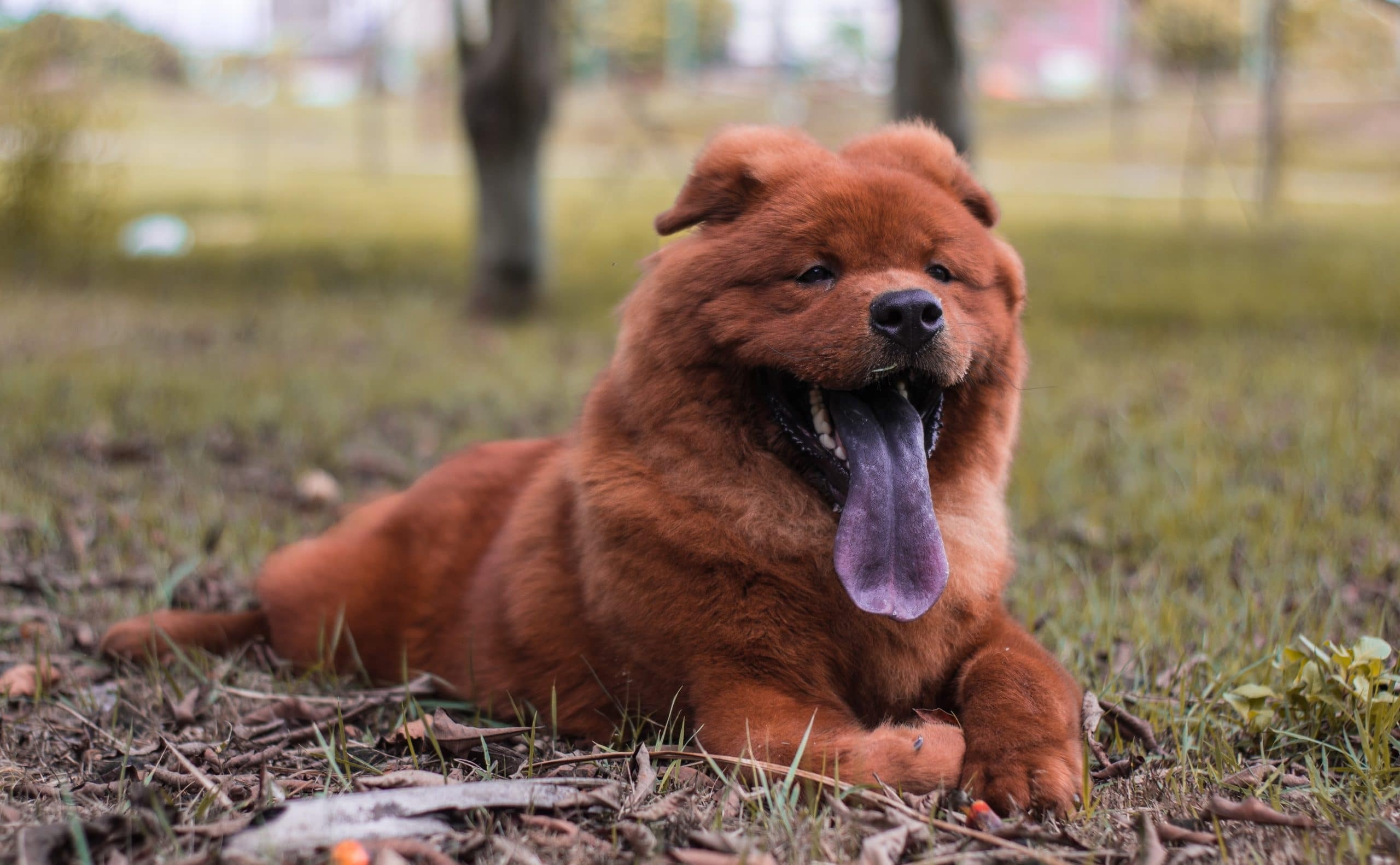 Chow Chow, Dog breed, Barxbuddy, 2560x1590 HD Desktop