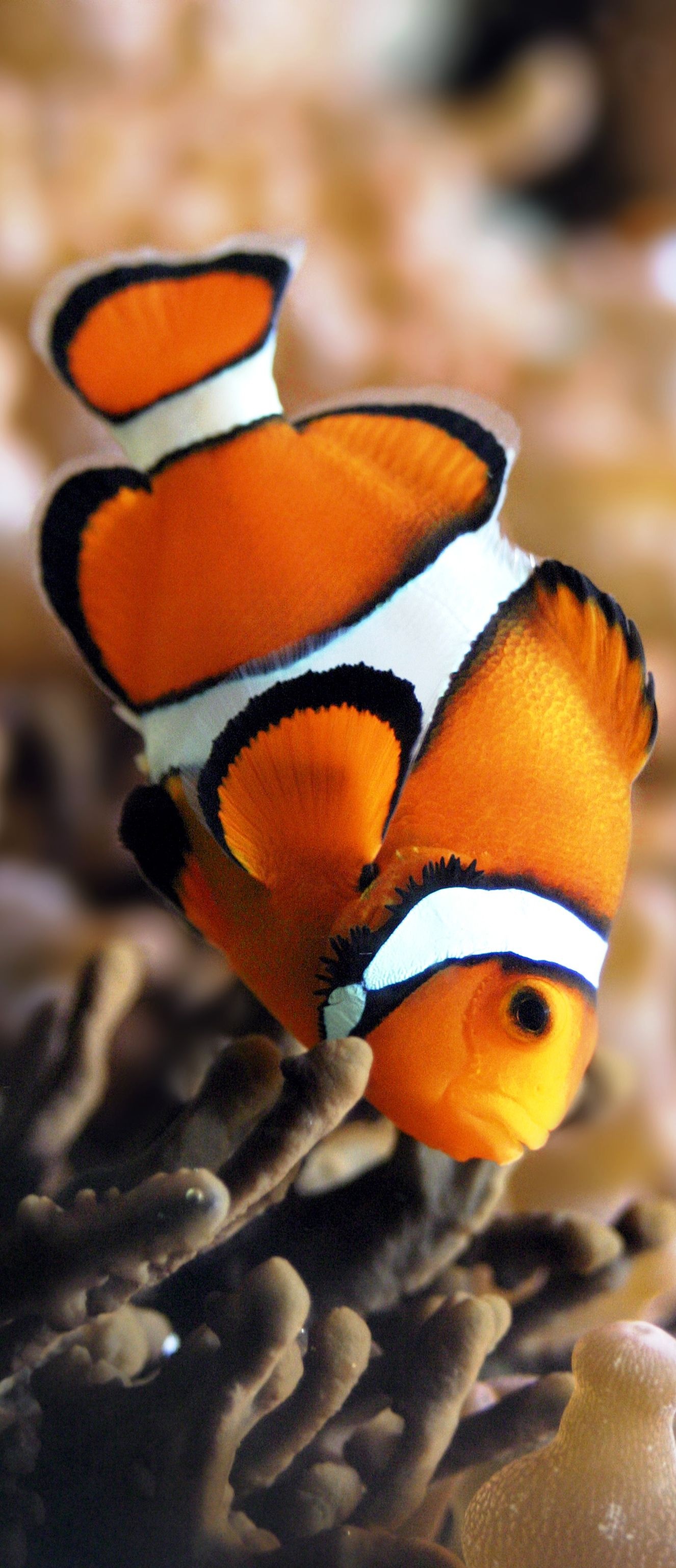 Clown Fish: The most recognizable of all reef-dwellers, Sea creatures. 1330x3080 HD Background.