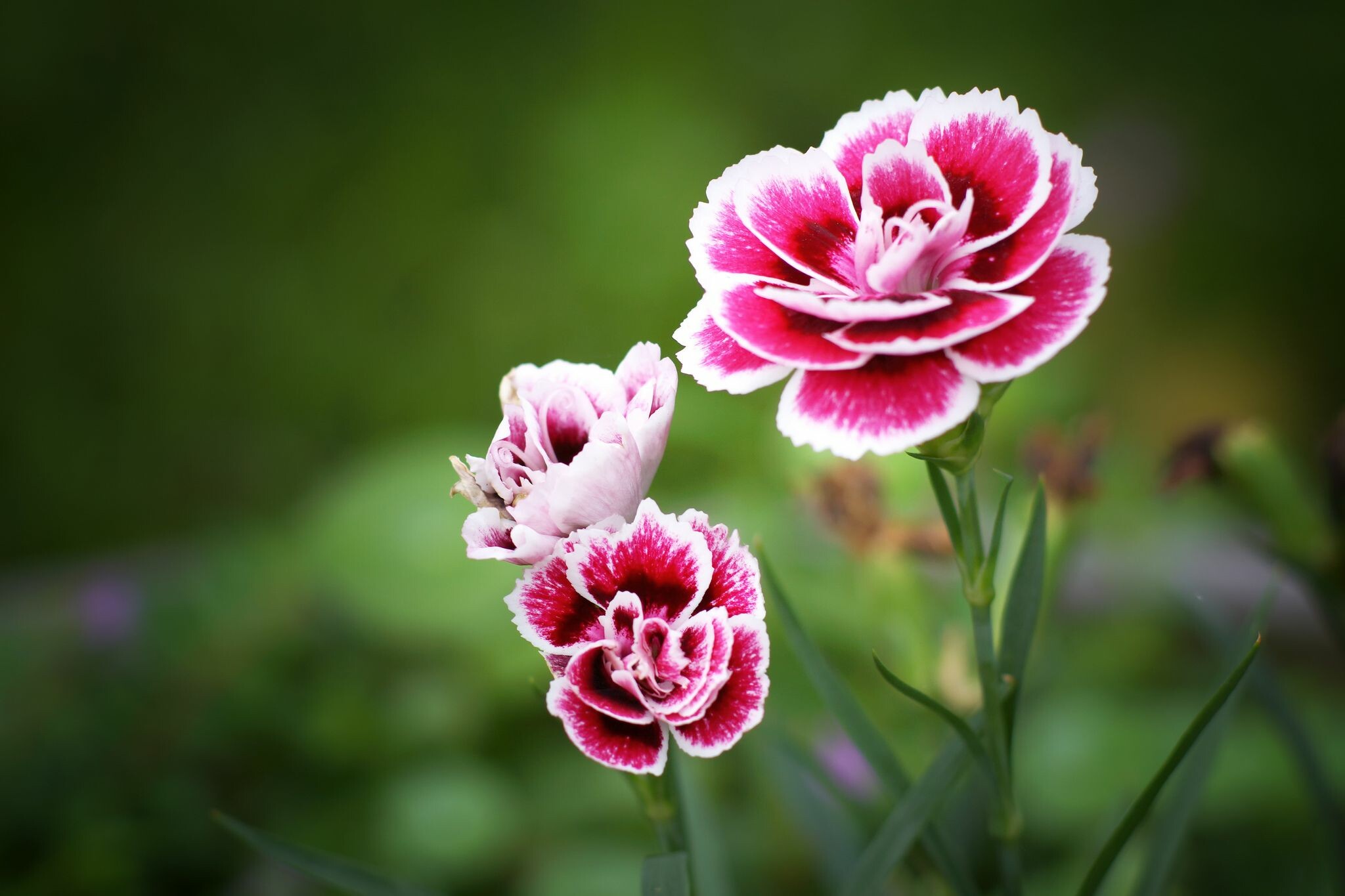 Carnation: A variety of dianthus, also known as pinks, because their natural color range includes many shades of pink, white, coral, and red. 2050x1370 HD Background.