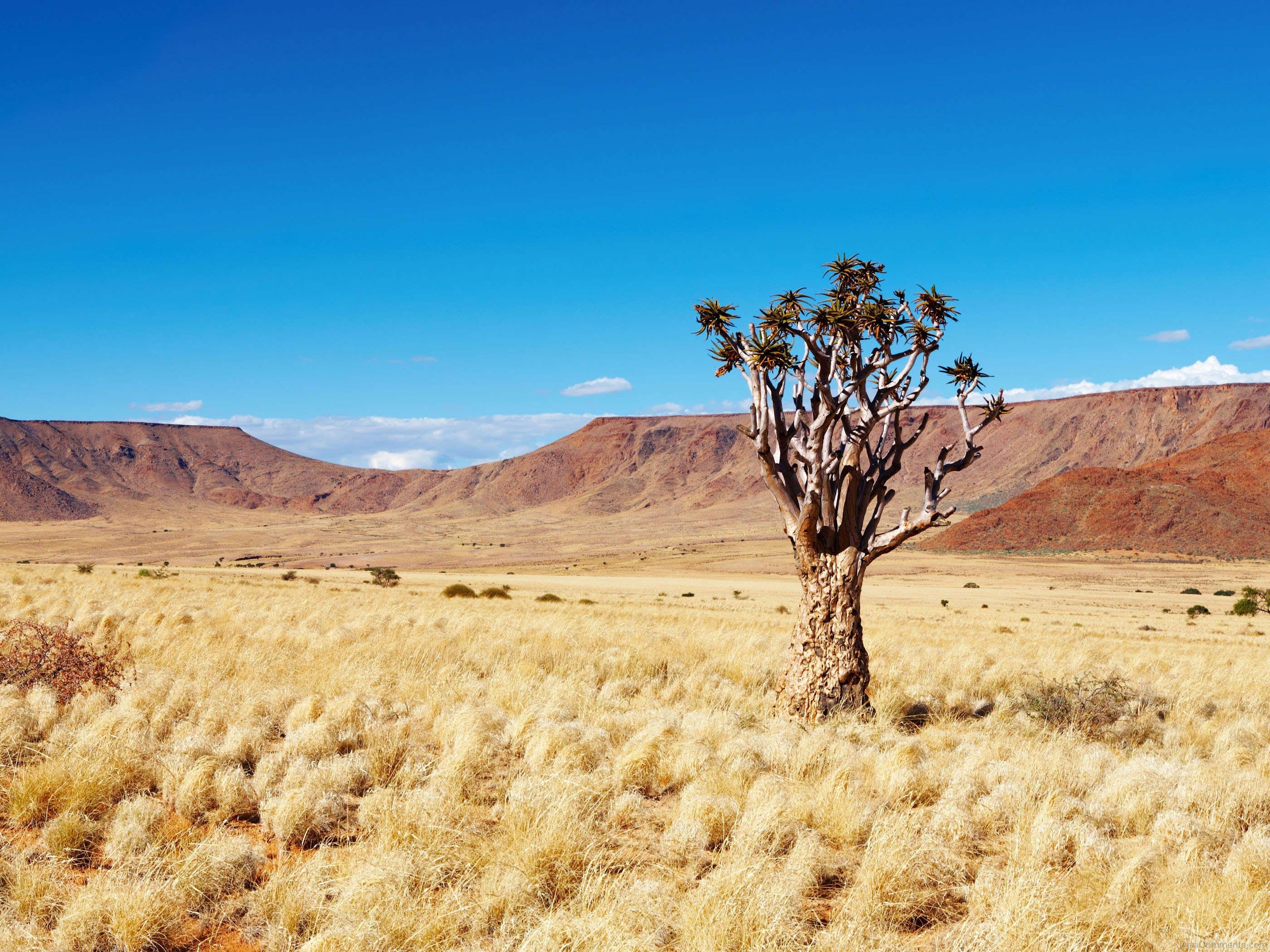 Kalahari Desert wallpapers, Africa, Travels, Backgrounds, 2800x2100 HD Desktop