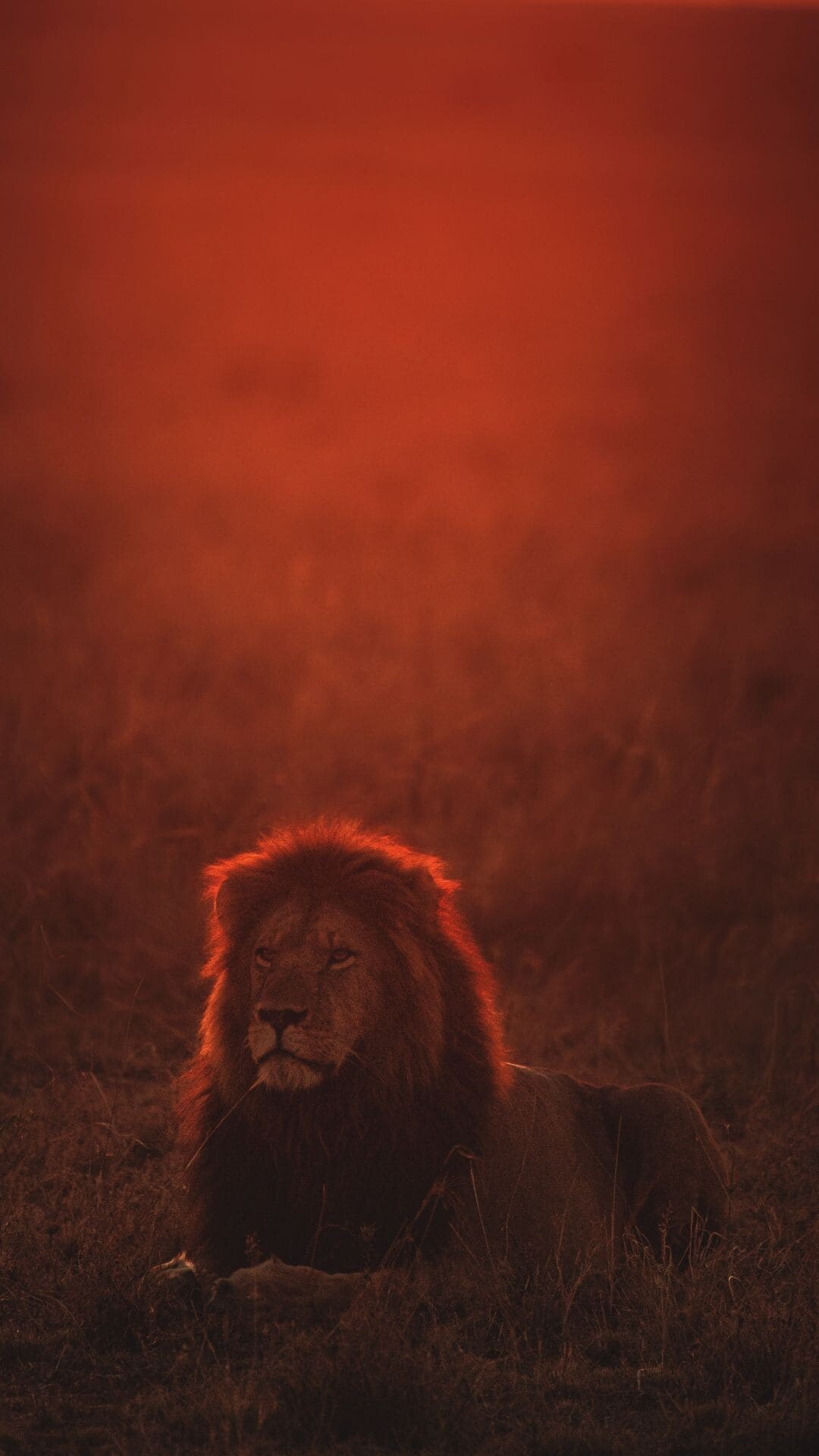 Lion: Lions are famous for their sonorous roar. 1080x1920 Full HD Background.