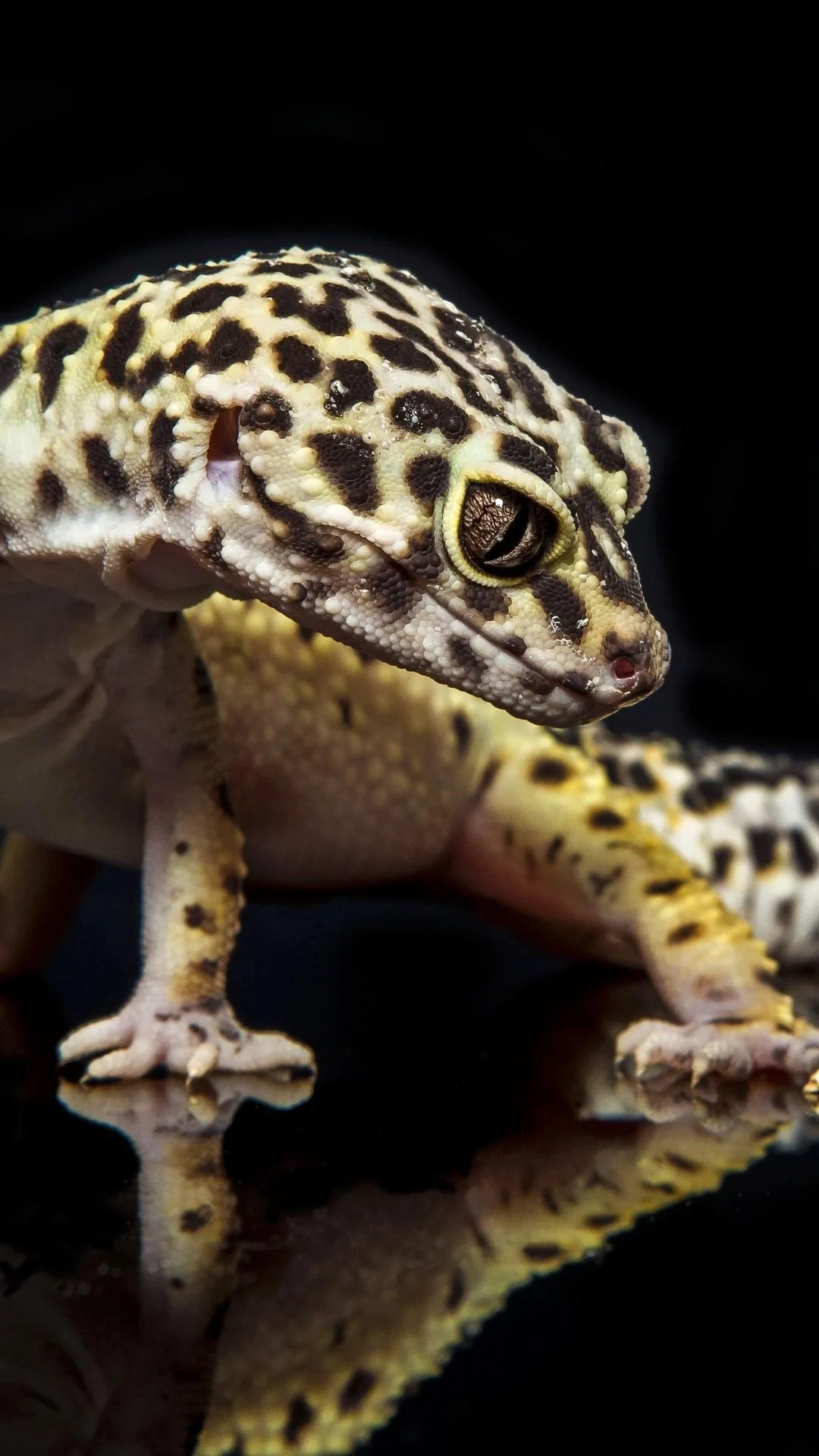 Gecko: Small lizards that derive their name from their spotted coloration. 1080x1920 Full HD Background.