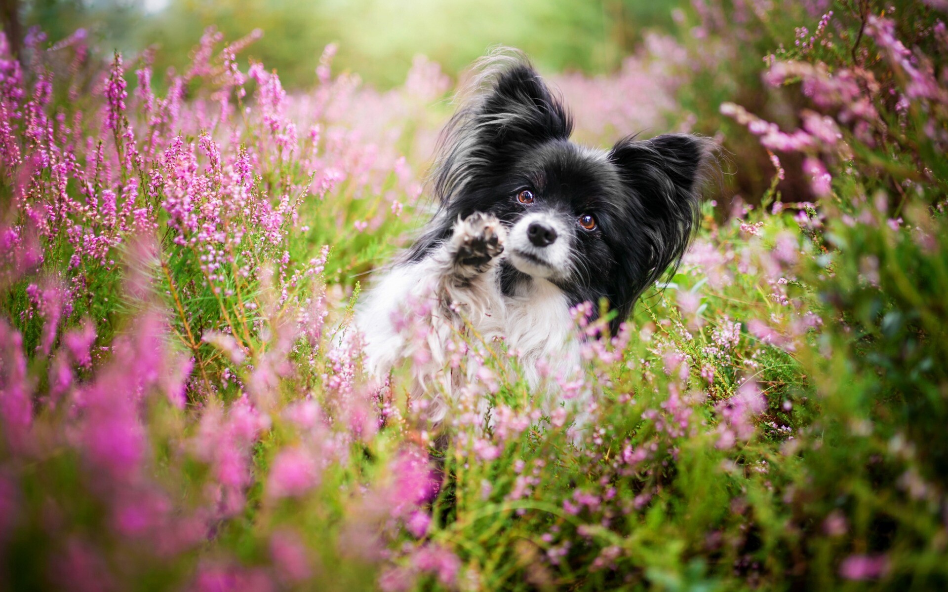 Papillon Dog: Small pets, Wild flowers, Cute animals, Continental Toy Spaniel. 1920x1200 HD Wallpaper.