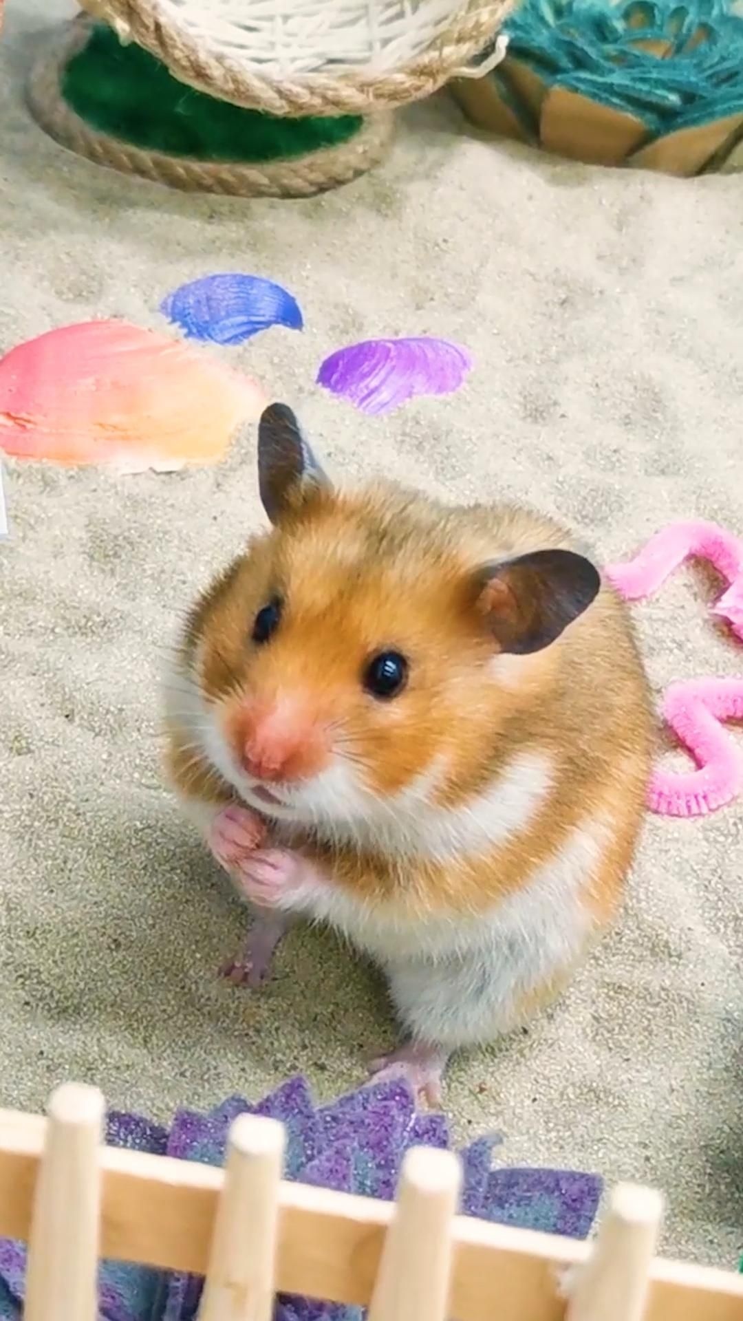 Hamsta life, Cute hamsters, Animal lovers, Wholesome moments, 1080x1920 Full HD Phone