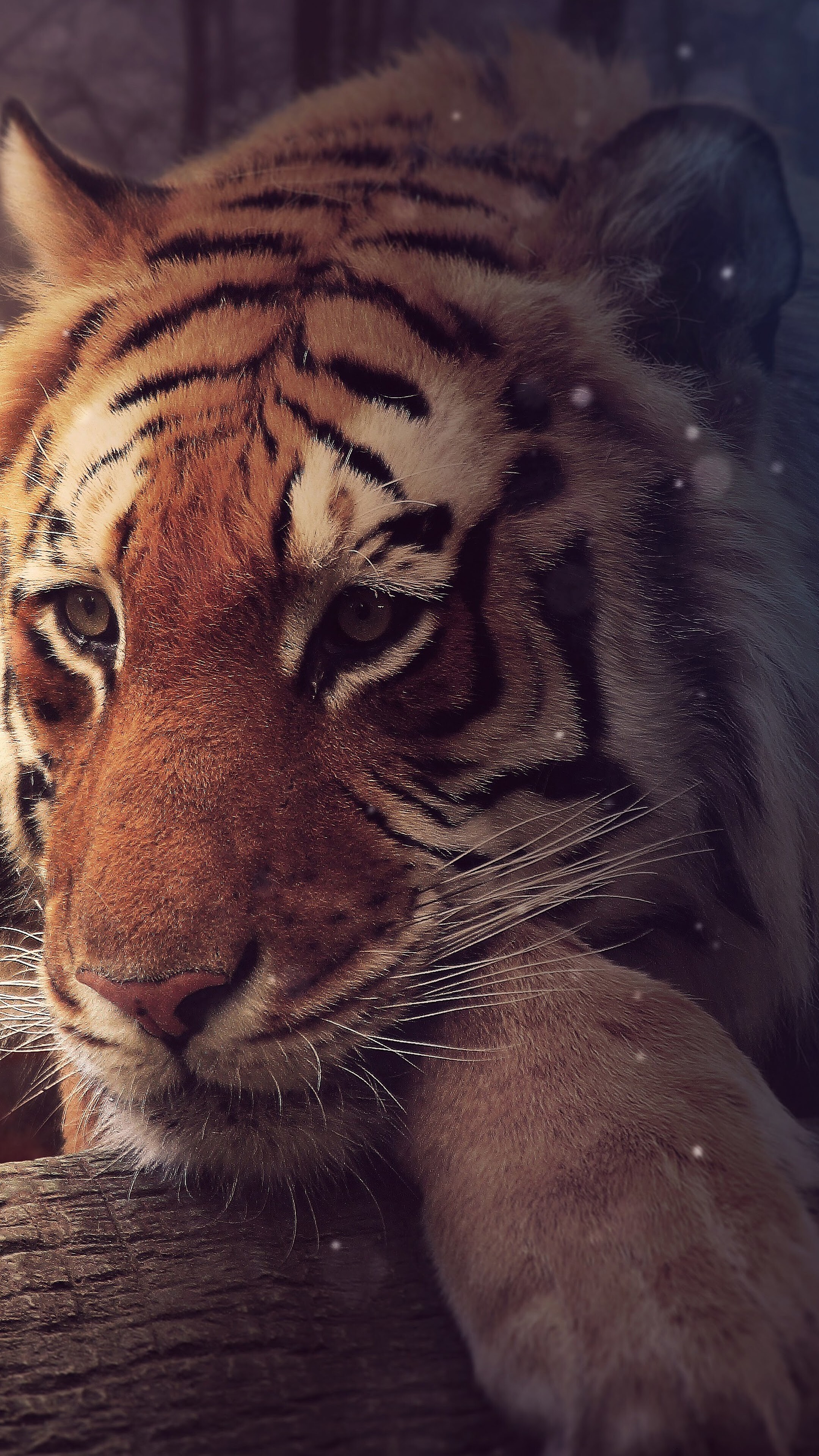 Tiger: It is among the most recognizable and popular of the world's charismatic megafauna, Bengal. 2160x3840 4K Background.