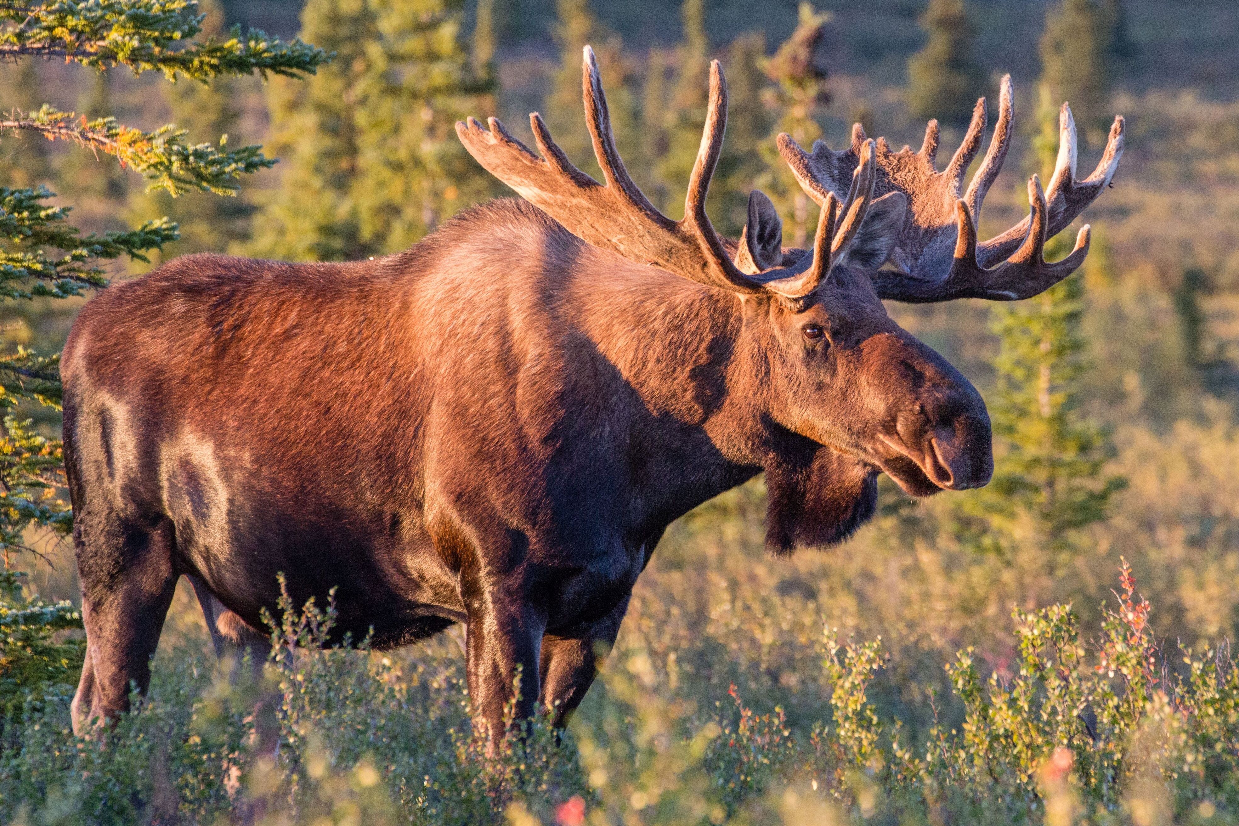 Elk (Animals), Graceful movements, Noble wildlife, Natural elegance, 3940x2630 4K Desktop