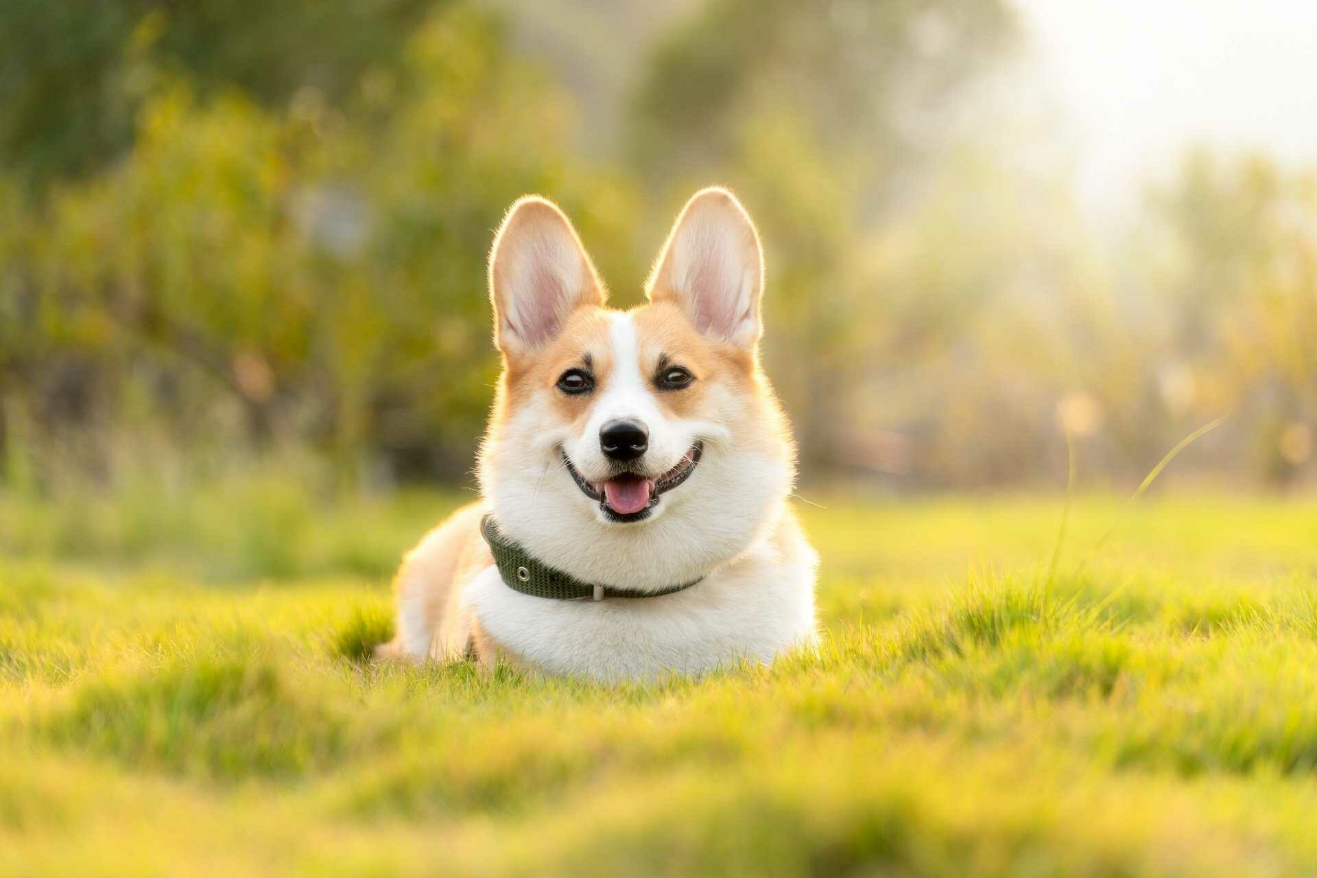 Corgi: Pembroke has two coats that vary in length along their body. 1920x1280 HD Background.