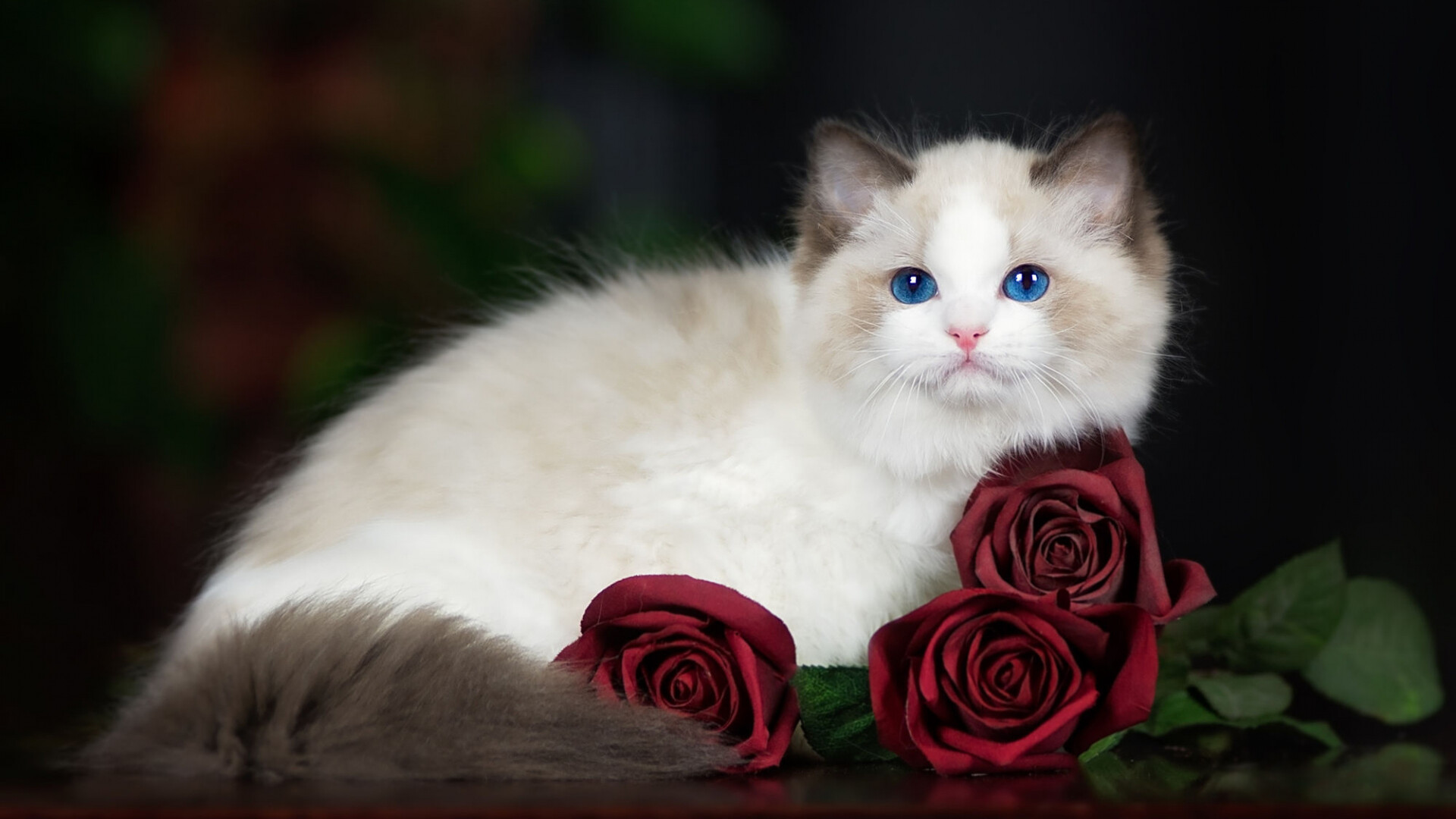 Ragdoll: Ragdolls are perhaps most renowned for their vivid electric-blue eyes. 1920x1080 Full HD Wallpaper.