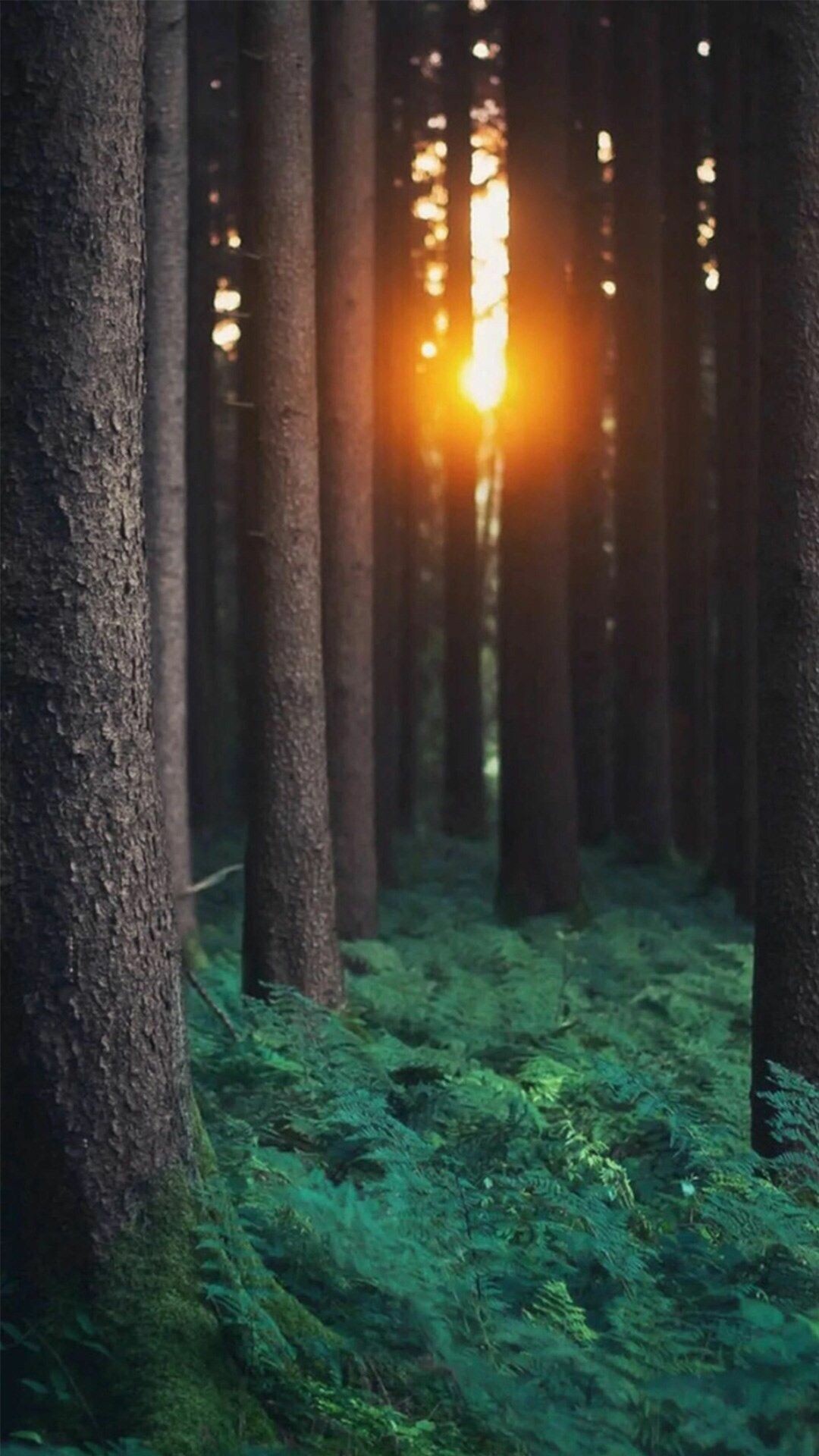 Morning sunlight through trees, Soft beams of glow, Nature's embrace, Serenity captured, 1080x1920 Full HD Phone