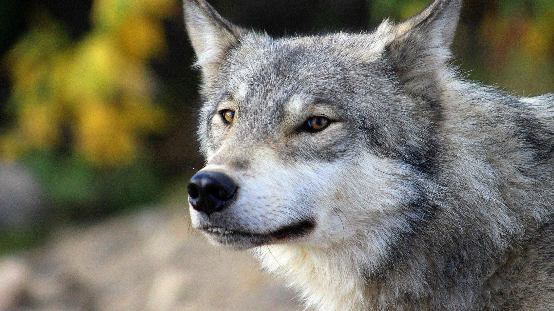 Gray Wolf: Dominant wolves, A keystone predator, Hunting cooperatively in packs. 2350x1330 HD Background.