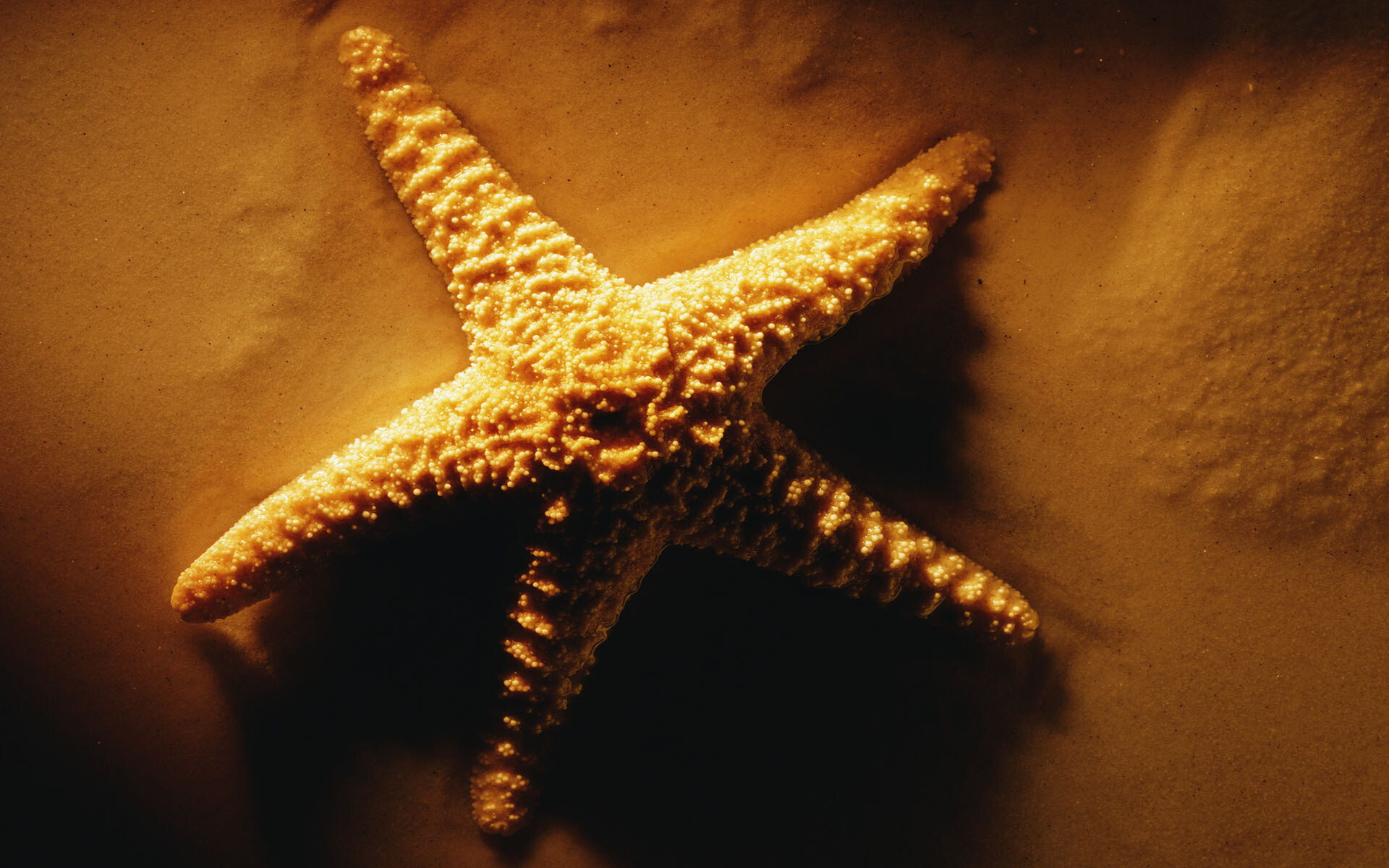 Starfish: Starfish 4K. 1920x1200 HD Background.
