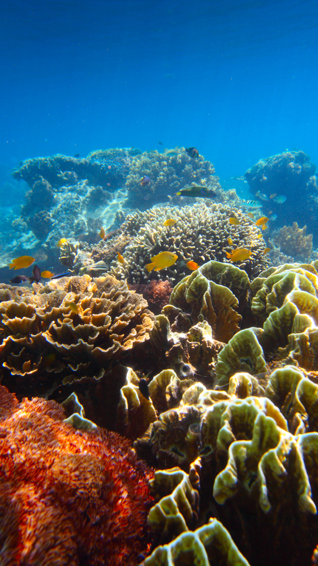 Coral animal kingdom, Underwater fascination, Diverse marine species, Undersea marvels, 1080x1920 Full HD Handy