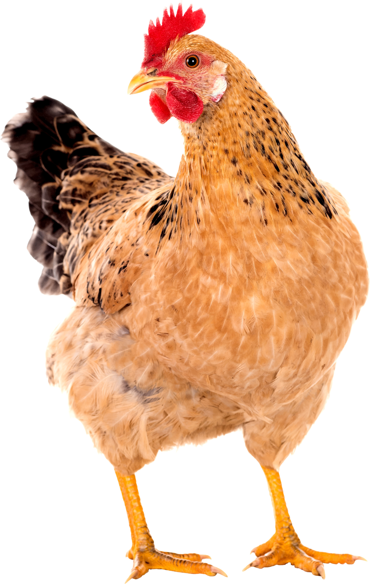 Hen (Animals), Hen beak close-up, Animal photography, Chicken, 1520x2400 HD Phone