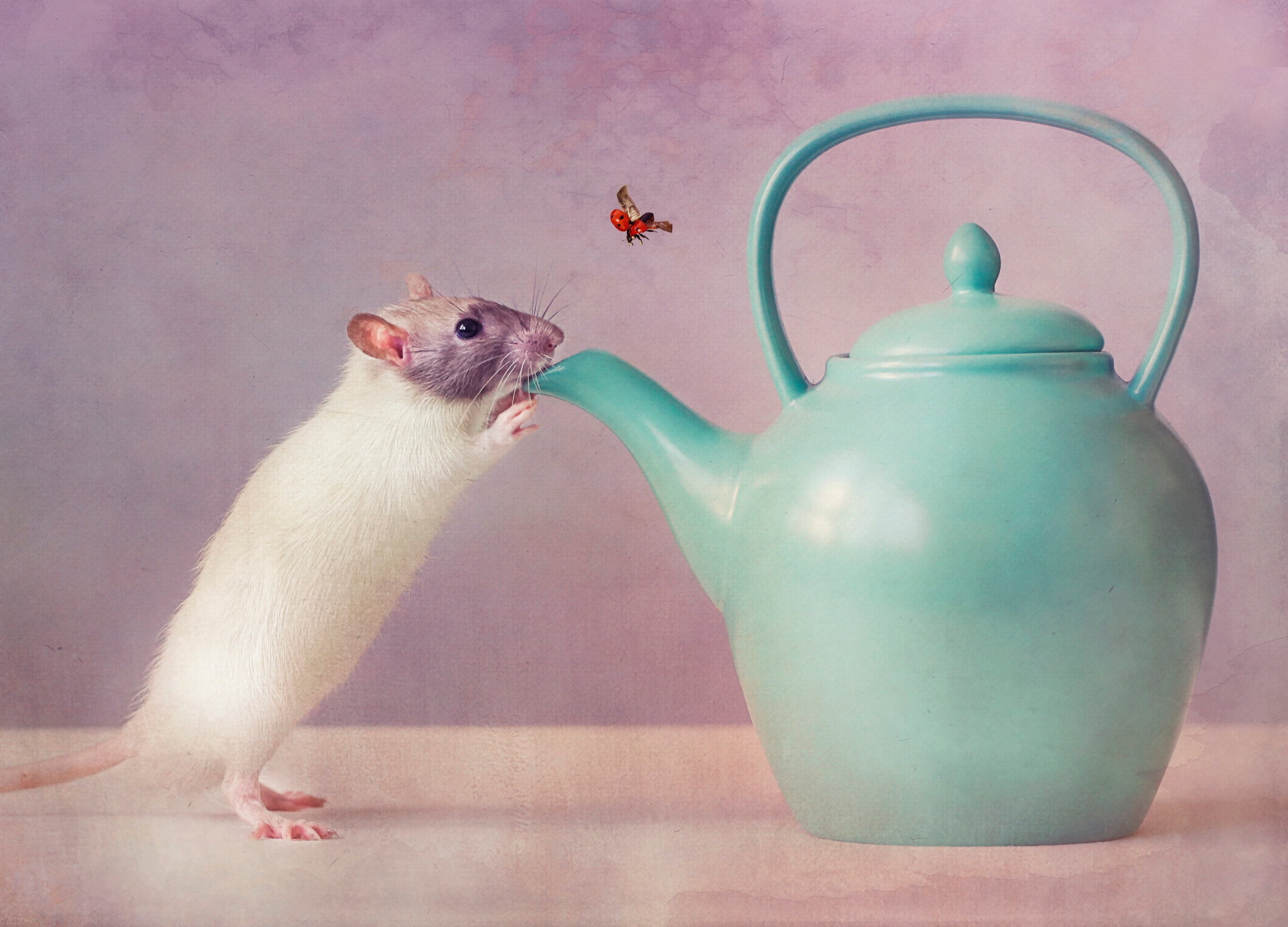 Mouse reaching kettle, Tea time, Whimsical wallpaper, Cute, 2500x1800 HD Desktop