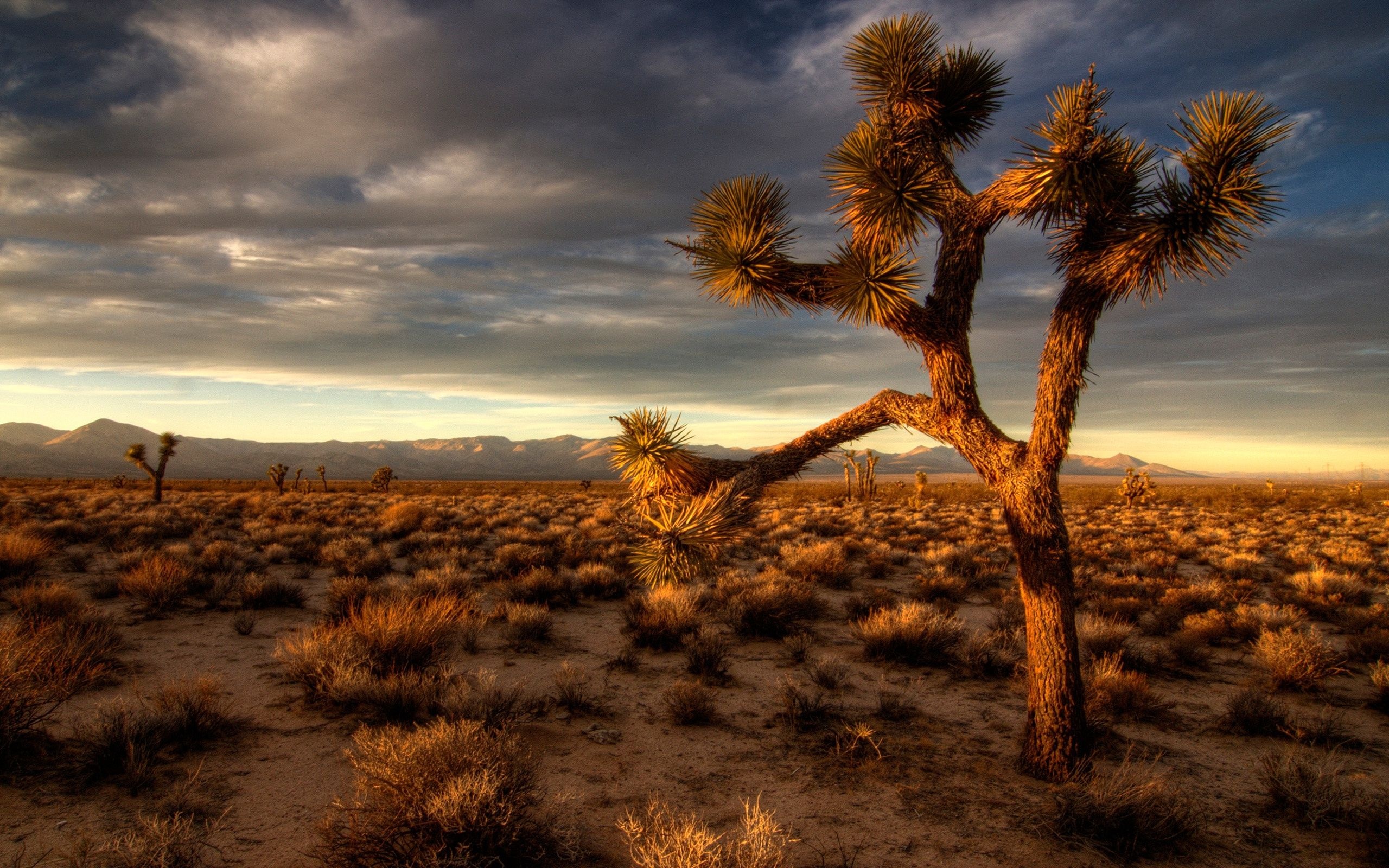 Joshua Tree National Park, HD wallpapers, Free images, Picturesque backgrounds, 2560x1600 HD Desktop
