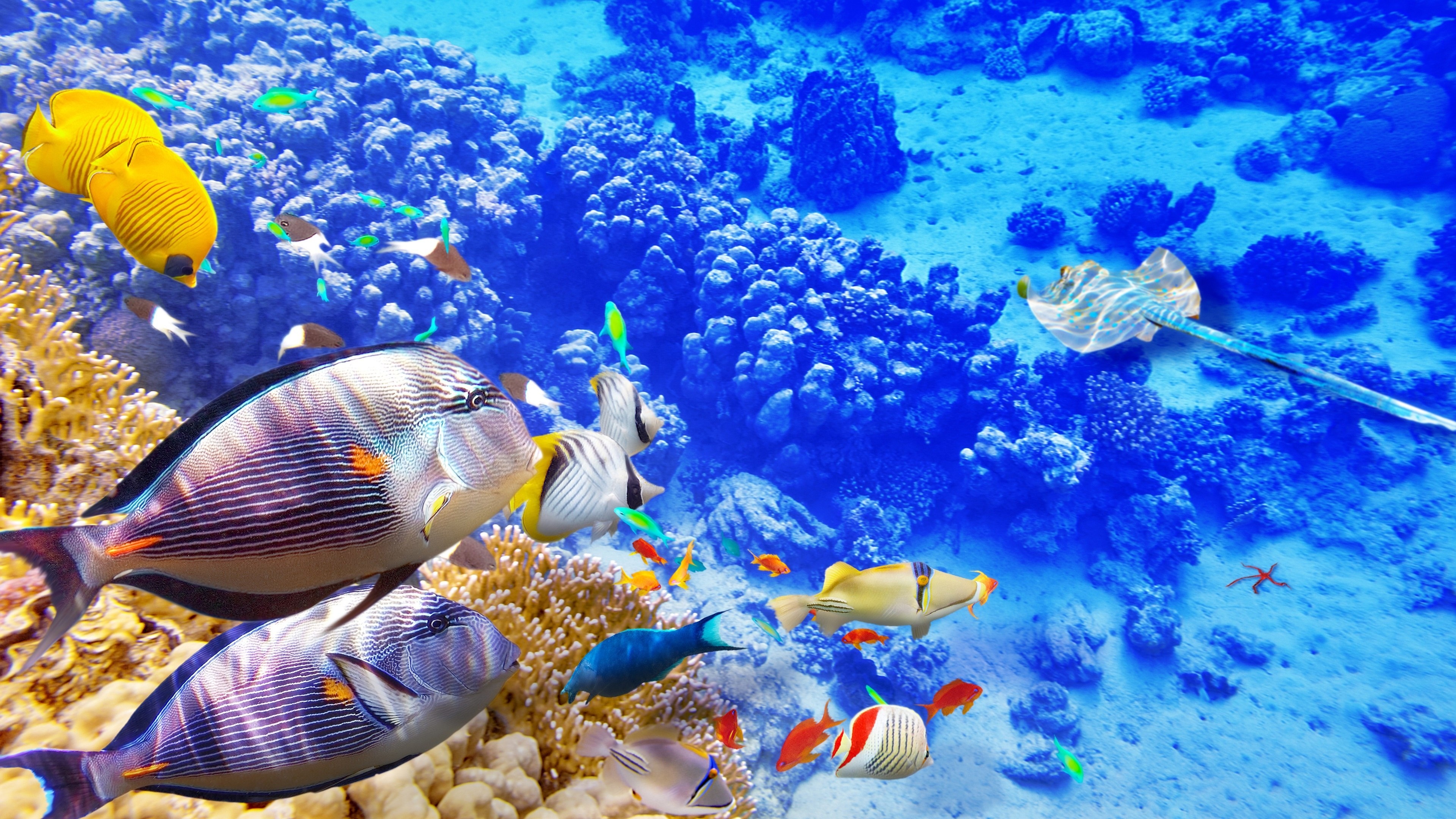 Tropical fish, Vibrant wallpapers, Underwater world, Astonishing beauty, 3840x2160 4K Desktop