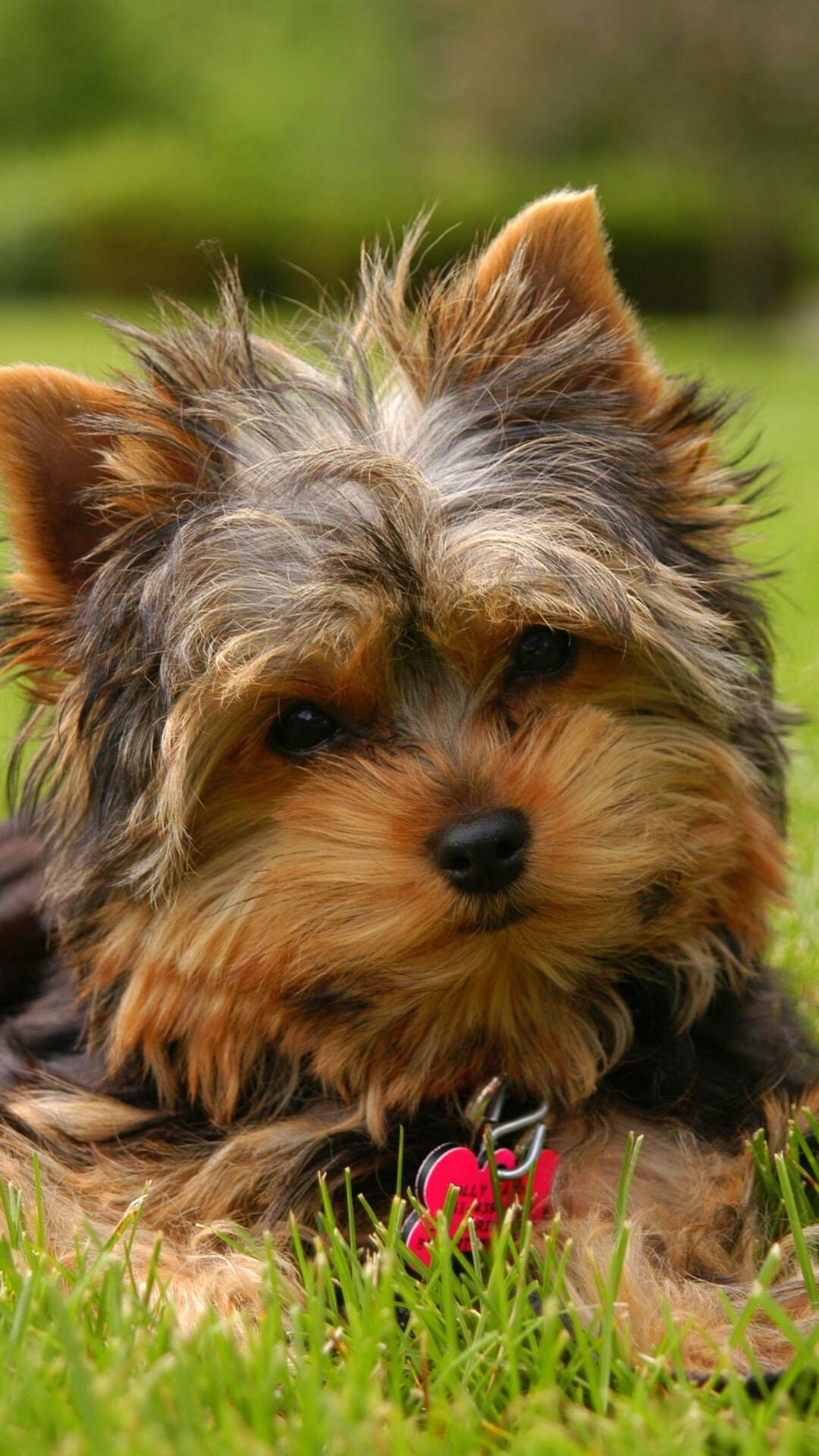 Yorkshire Terrier: A popular companion dog, Has a black and tan coat. 1080x1920 Full HD Wallpaper.