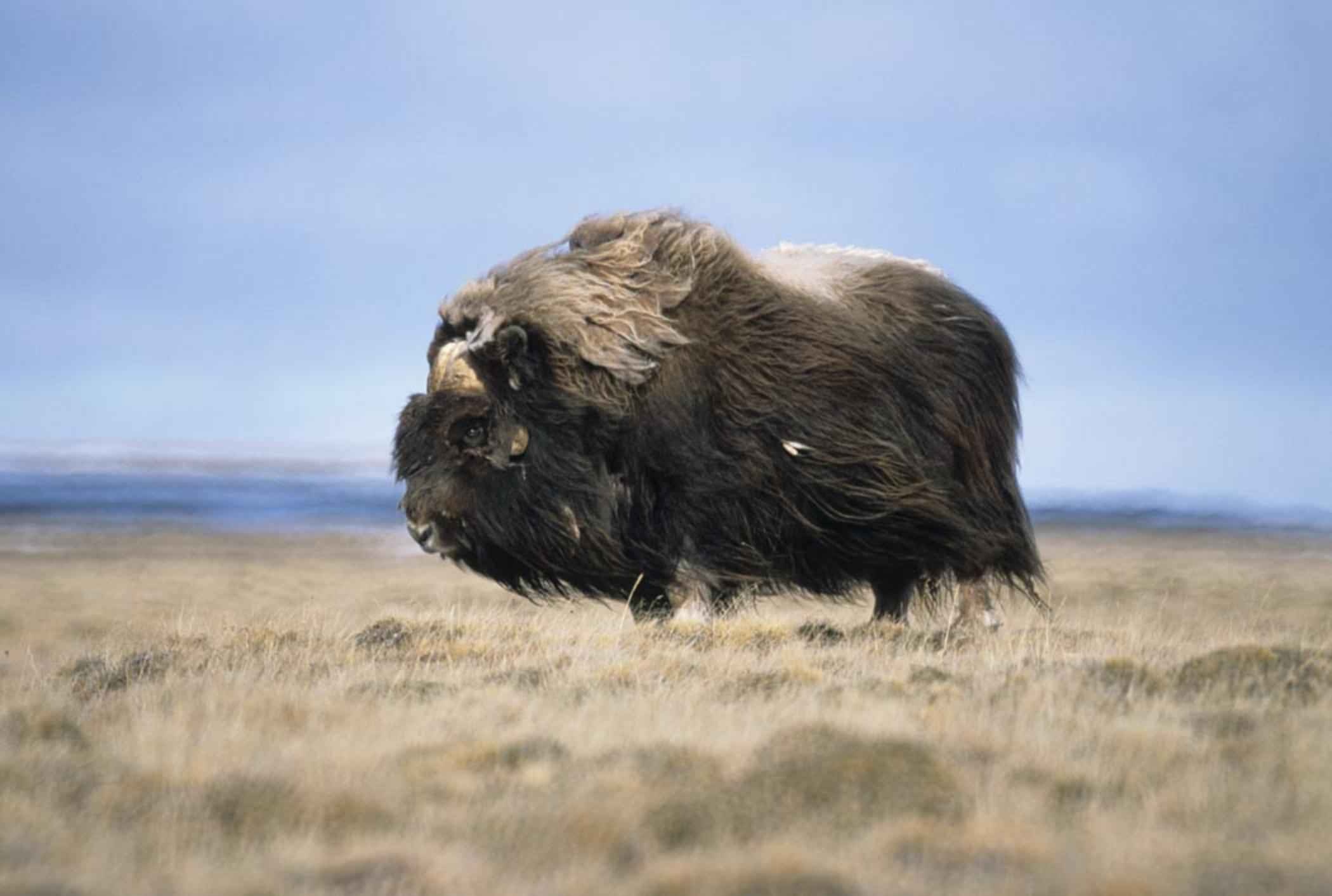 Musk bull, Captivating image, Ovibos moschatus, Serene wilderness, 2100x1420 HD Desktop