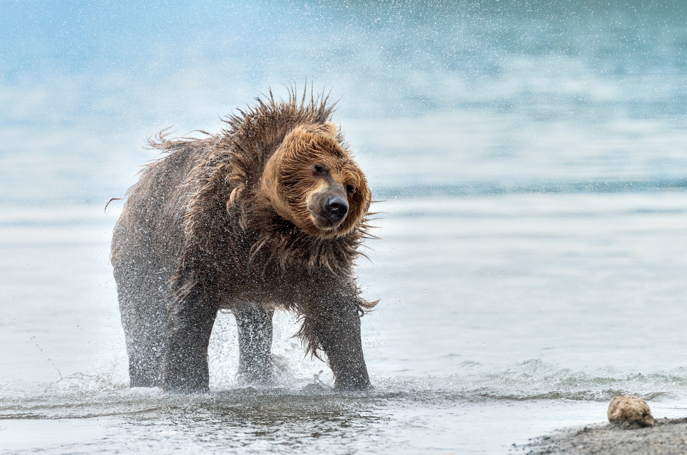 Wildlife mammals, Wet animals, Bears nature, Walldevil, 2230x1480 HD Desktop