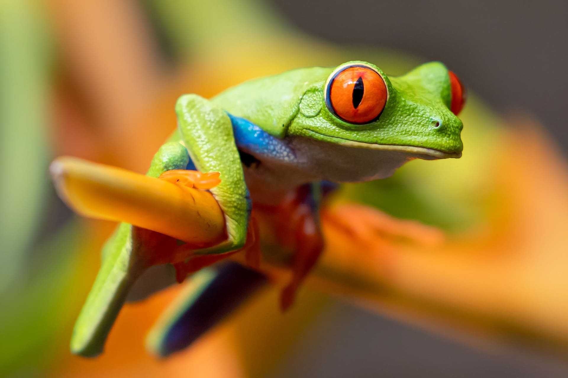 Frog wallpapers, Nature's beauty, Vibrant amphibians, HD backgrounds, 1920x1280 HD Desktop
