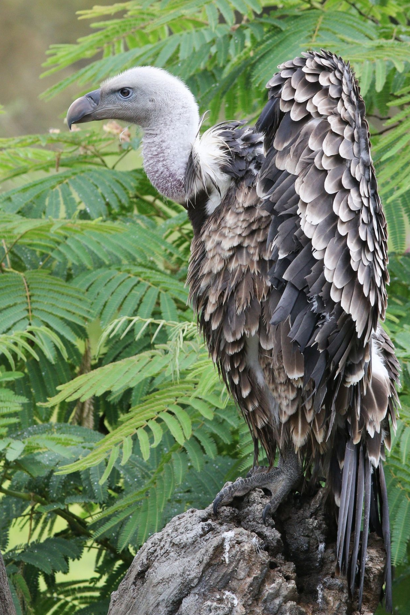 Griffon (Bird): The Indian White-rumped Vulture has a wingspan of 2.3 to 2.6 meters. 1370x2050 HD Background.