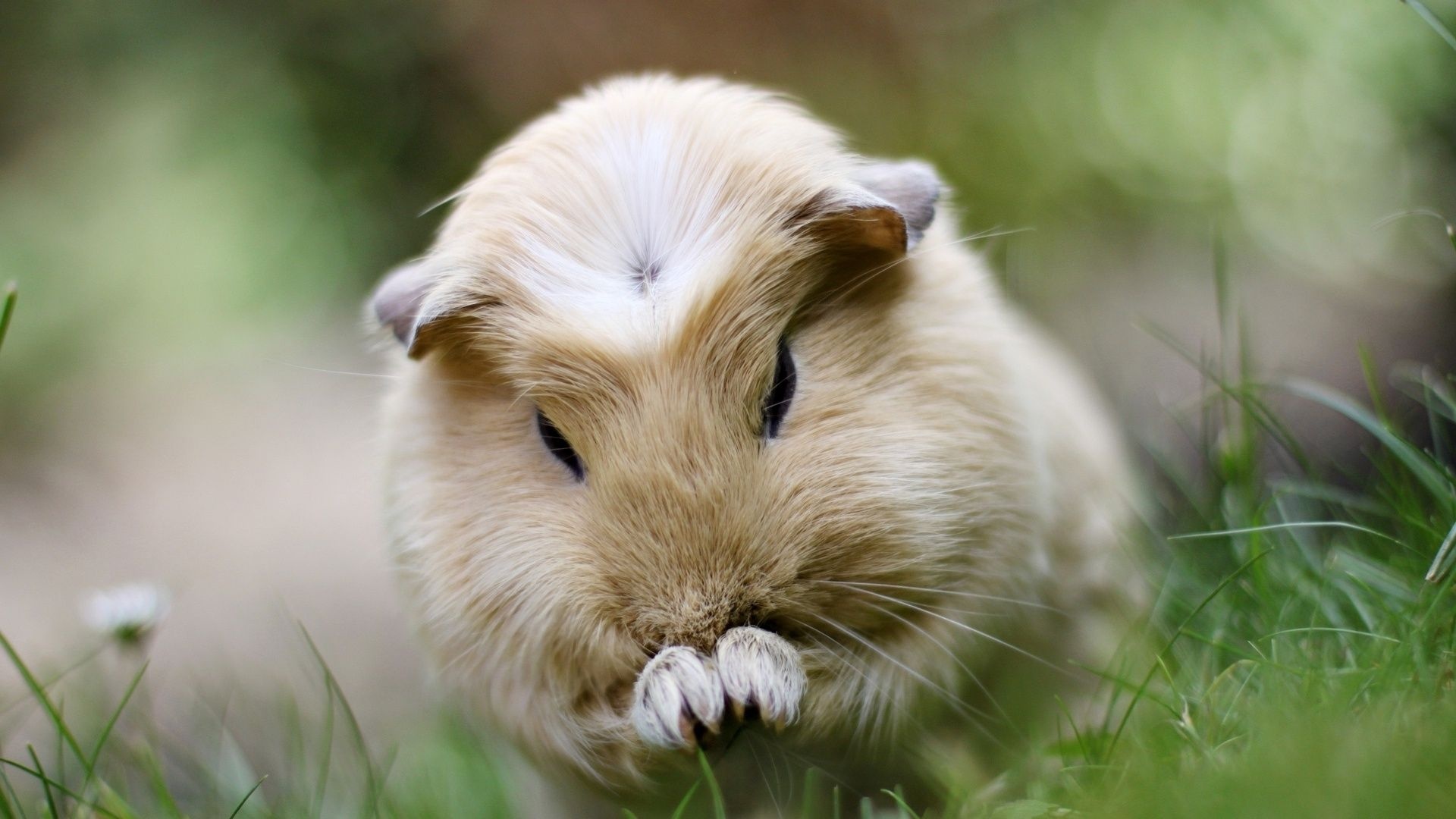 Guinea Pig, Baby pig wallpapers, Small animals, Adorable pictures, 1920x1080 Full HD Desktop