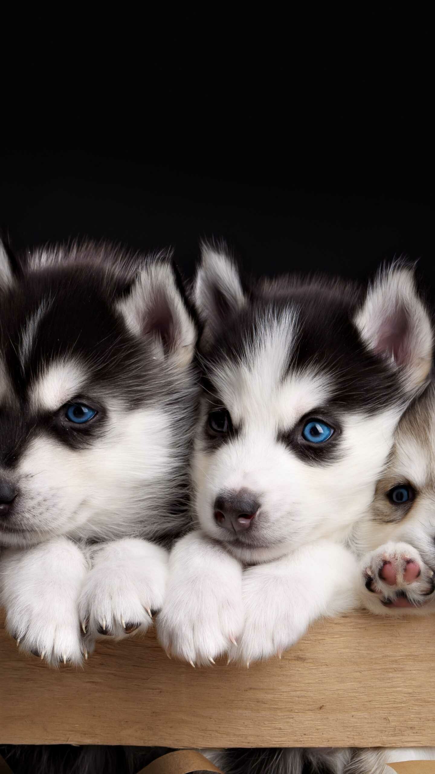 Puppy: Husky pups, Care-free and fun-loving pets. 1440x2560 HD Background.
