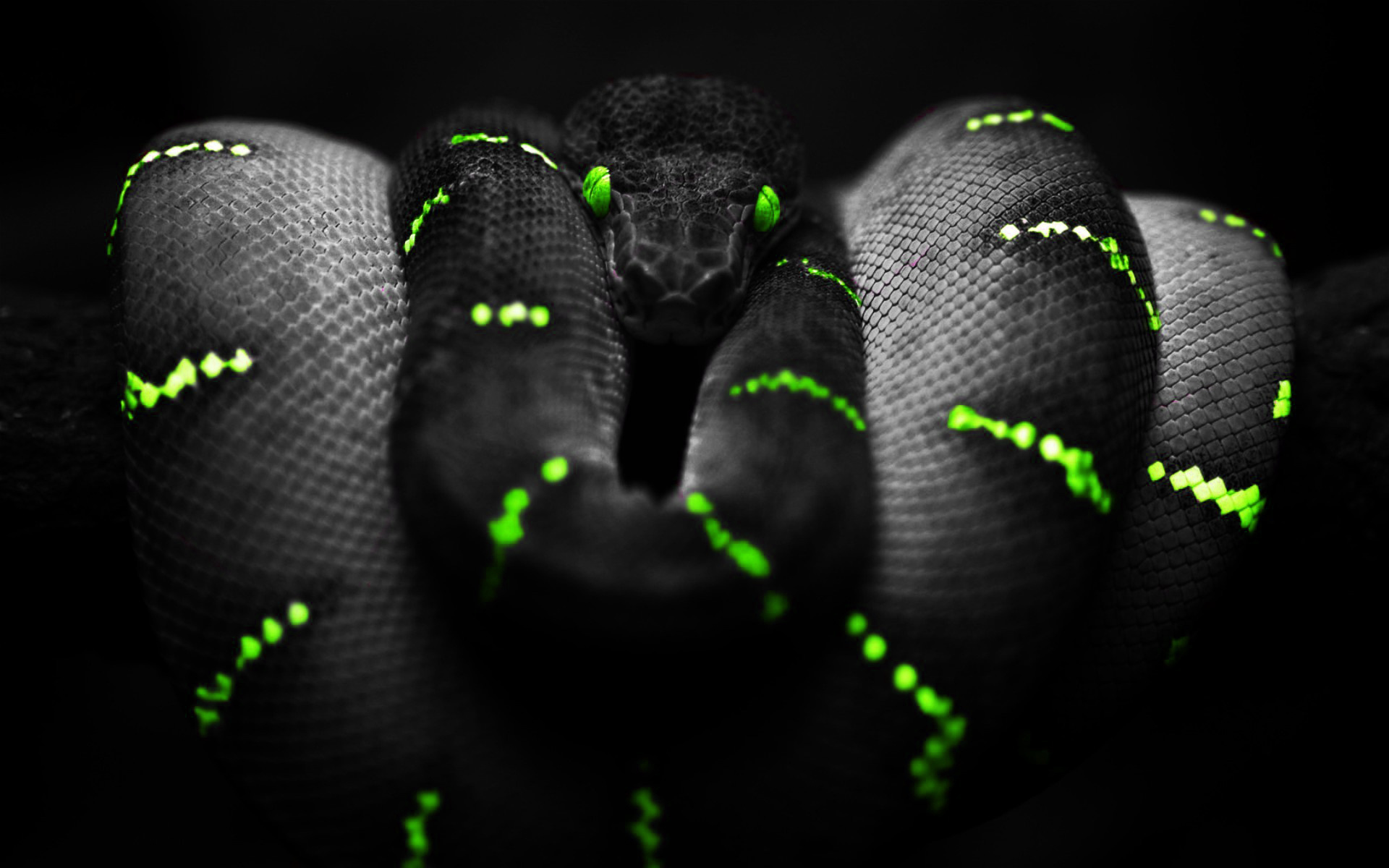 Cool snake wallpapers, Mesmerizing reptiles, Serpent showcase, Stunning visuals, 1920x1200 HD Desktop