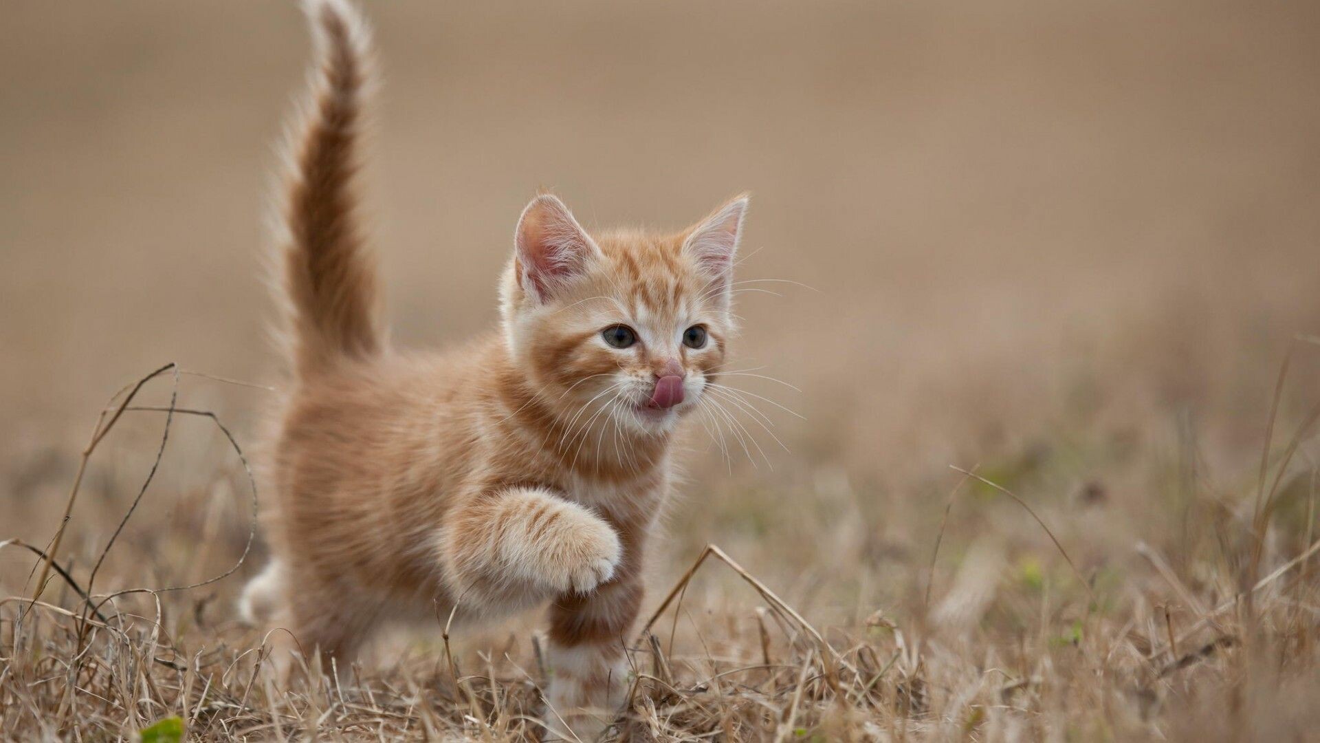 Kitten: Feline companion, May express great affection toward humans or other animals. 1920x1080 Full HD Background.