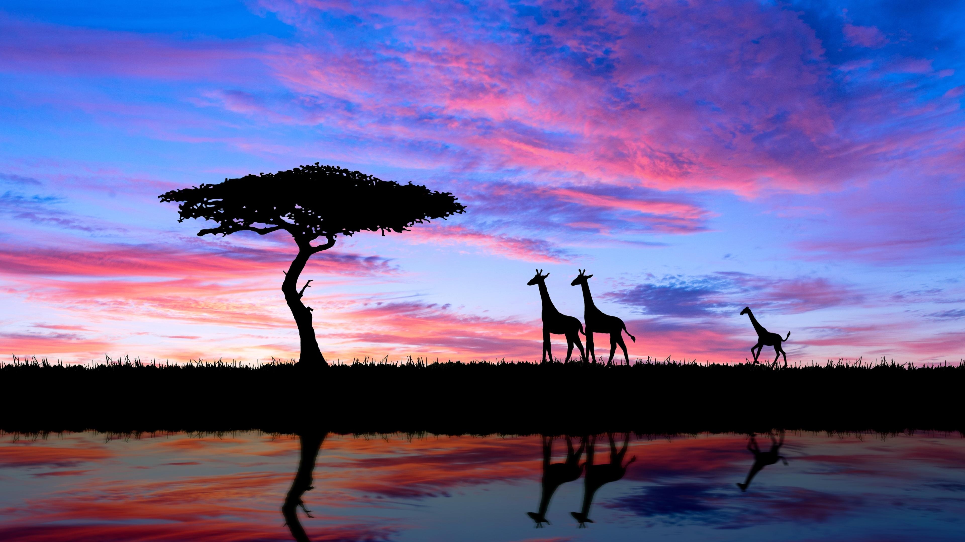 4K giraffe wallpapers, Majestic African wildlife, Nature's beauty, Stunning scenery, 3840x2160 4K Desktop