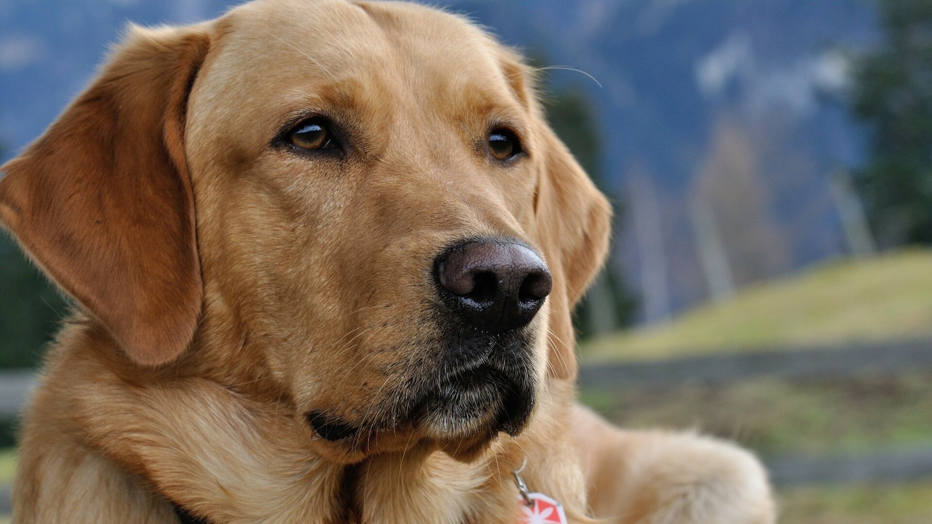 Labrador Retriever: Dogs that were bred to assist fishermen when they were catching fish. 1920x1080 Full HD Wallpaper.