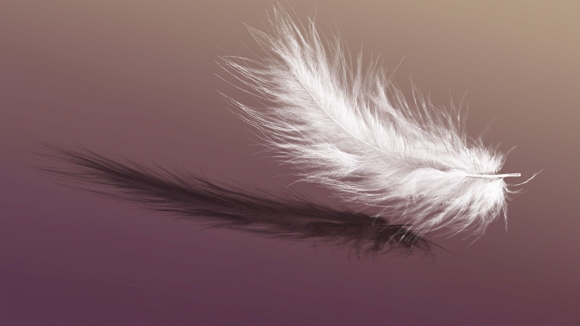 Feather: The down of birds, A layer of fine feathers found under the tougher exterior feathers. 1920x1080 Full HD Background.