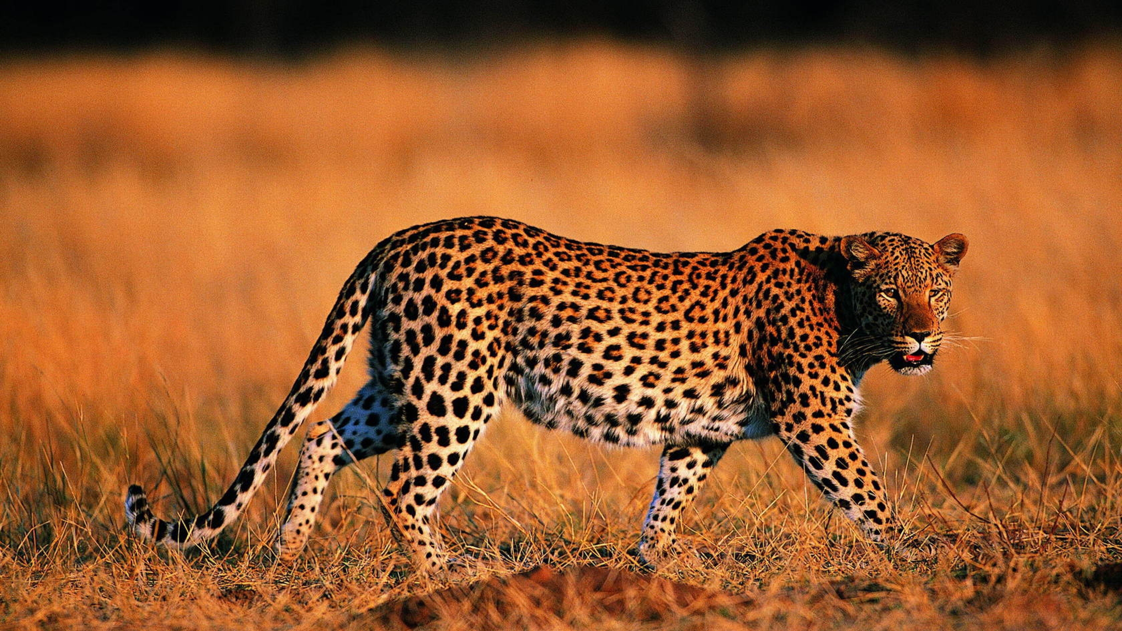 Leopard wallpaper, Beautiful leopard image, 3840x2160 4K Desktop