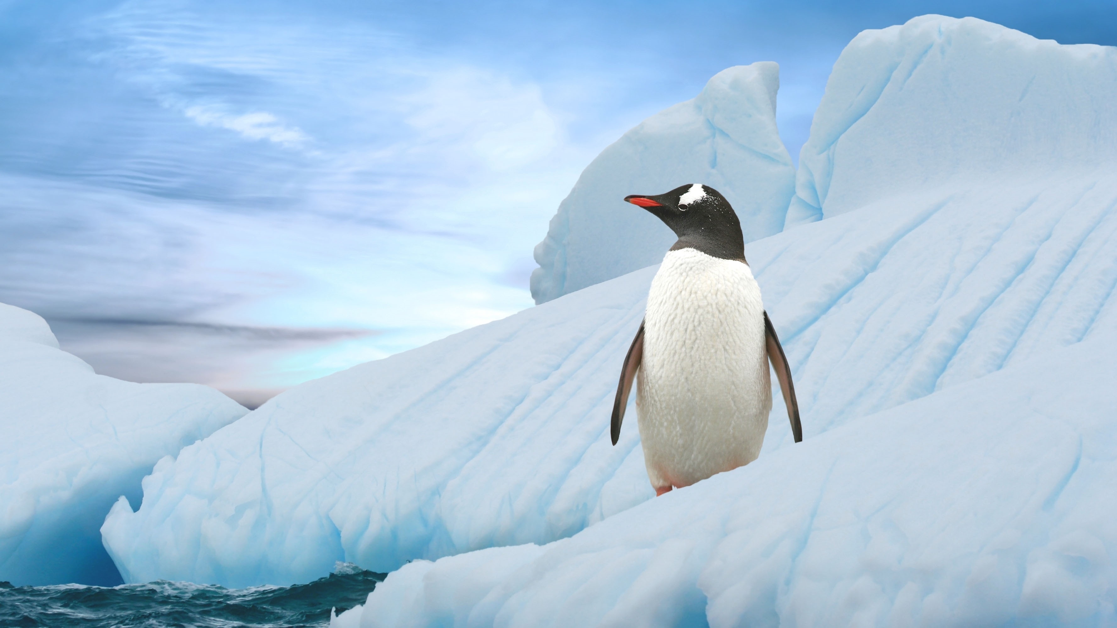 Vivid penguin wallpapers, Happy feet, Crisp backgrounds, Arctic bird, 3560x2000 HD Desktop