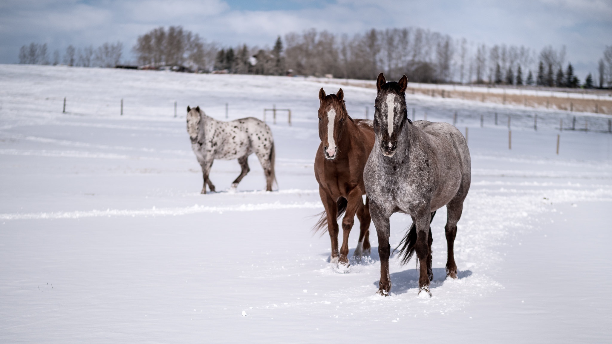 Horses in the snow, Stunning 4K wallpaper, Graceful creatures, Winter scenes, 2050x1160 HD Desktop