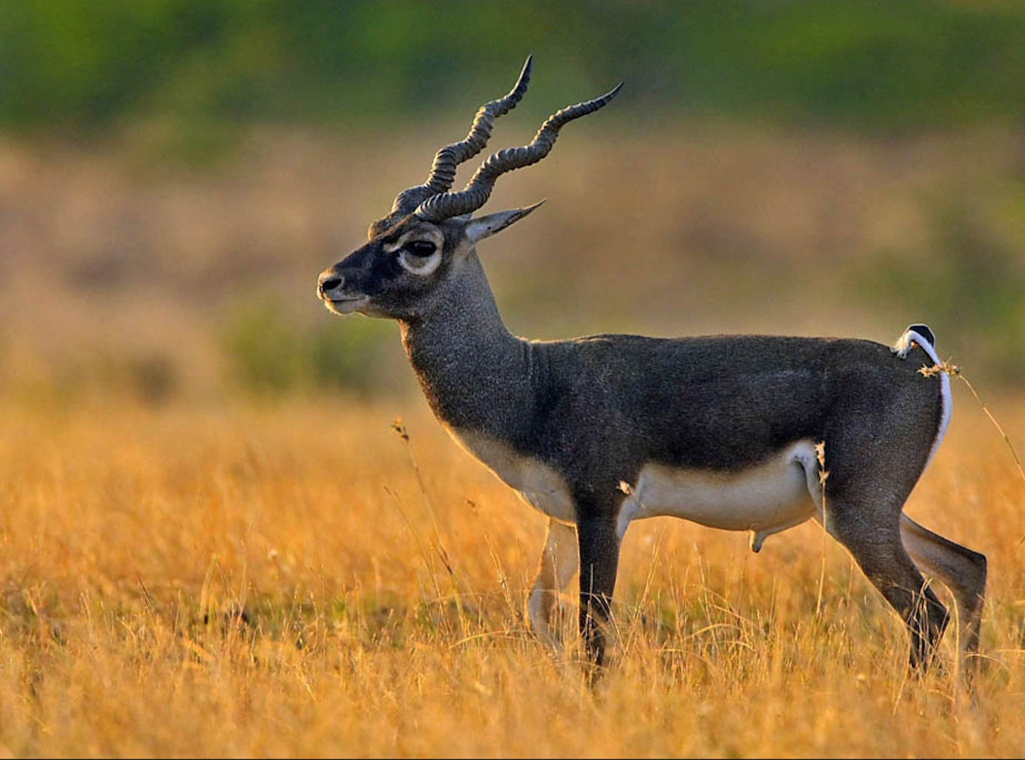 Blackbuck antelope, Free HD downloads, Graceful animal, Nature photography, 2050x1520 HD Desktop