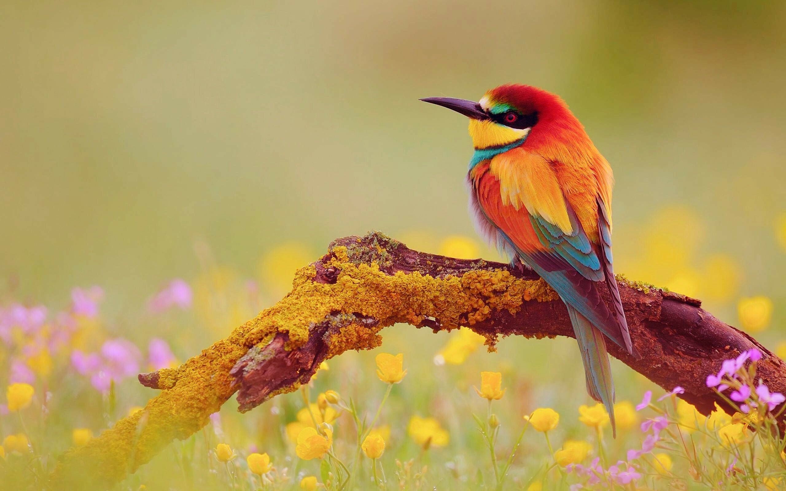 Bird: Vertebrate animals that have feathers, wings, and beaks, European bee-eater. 2560x1600 HD Wallpaper.