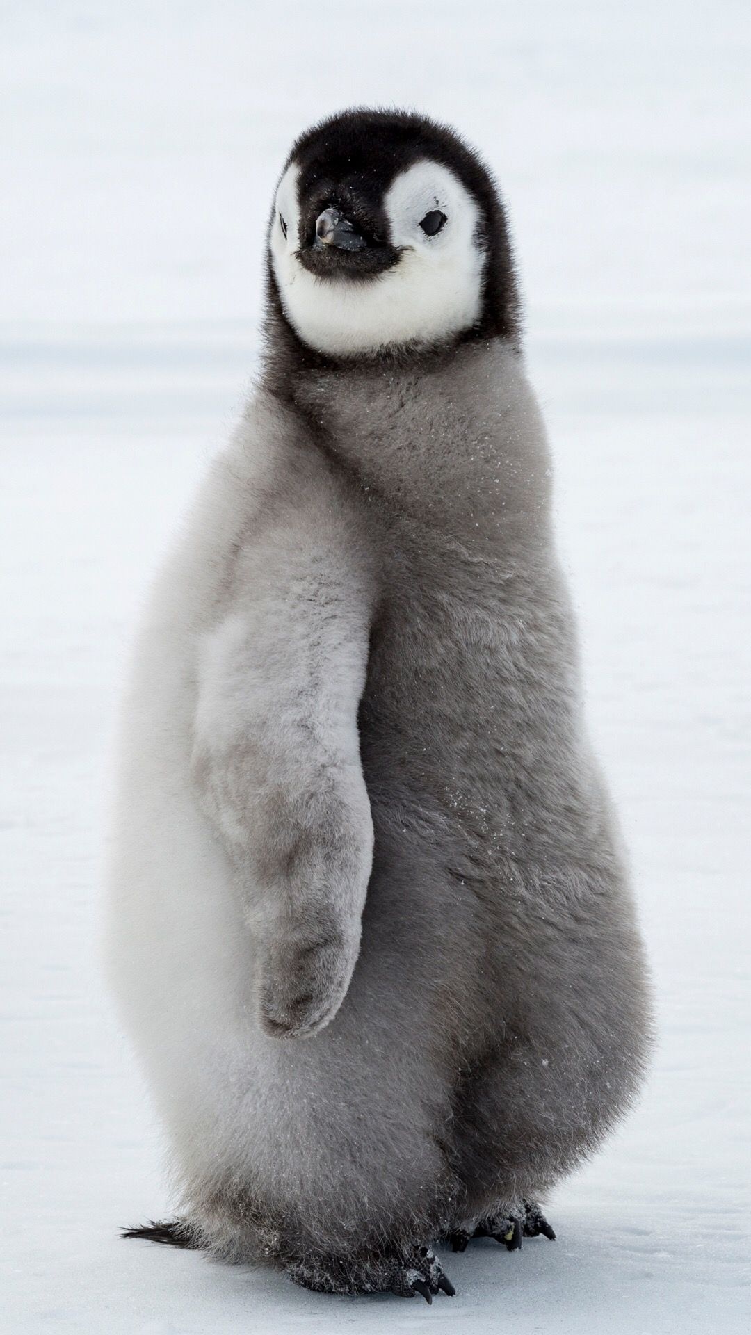Penguin animal wallpapers, Posted by Ethan Anderson, Adorable creatures, Nature's wonders, 1080x1920 Full HD Phone